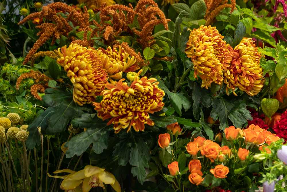 Flowers We Love - Chrysanthemums