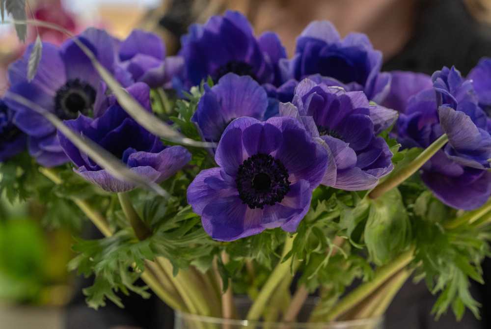 Our Favourite Winter Flowers
