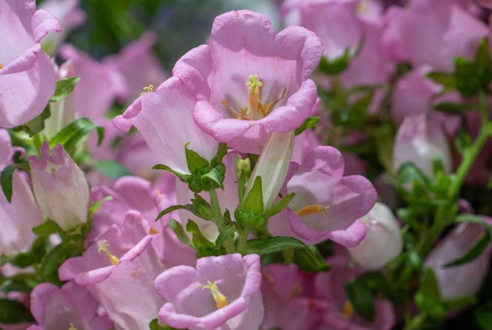 From the Flower Shop - Campanula