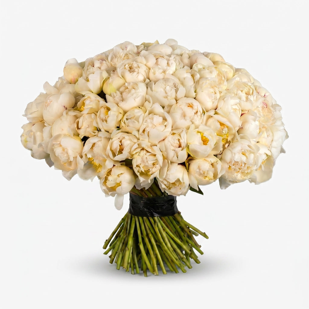 Ivory Cloud