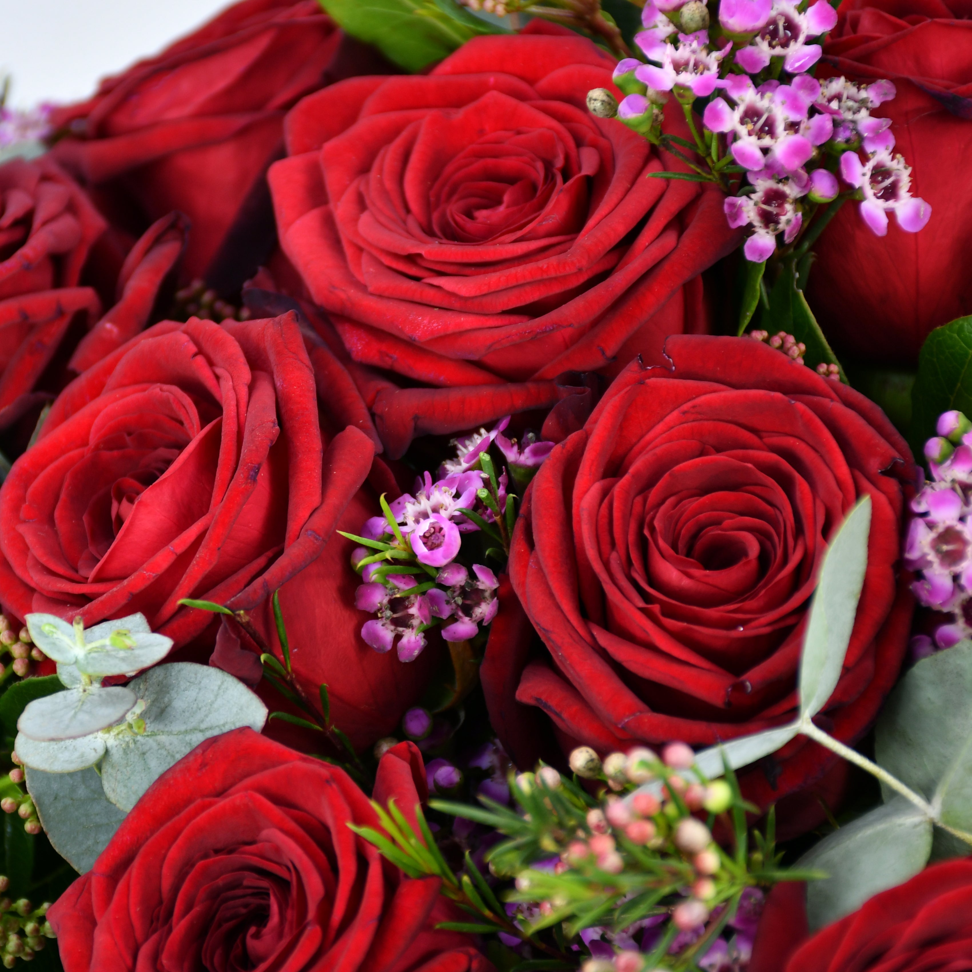 Three Dozen Red Roses