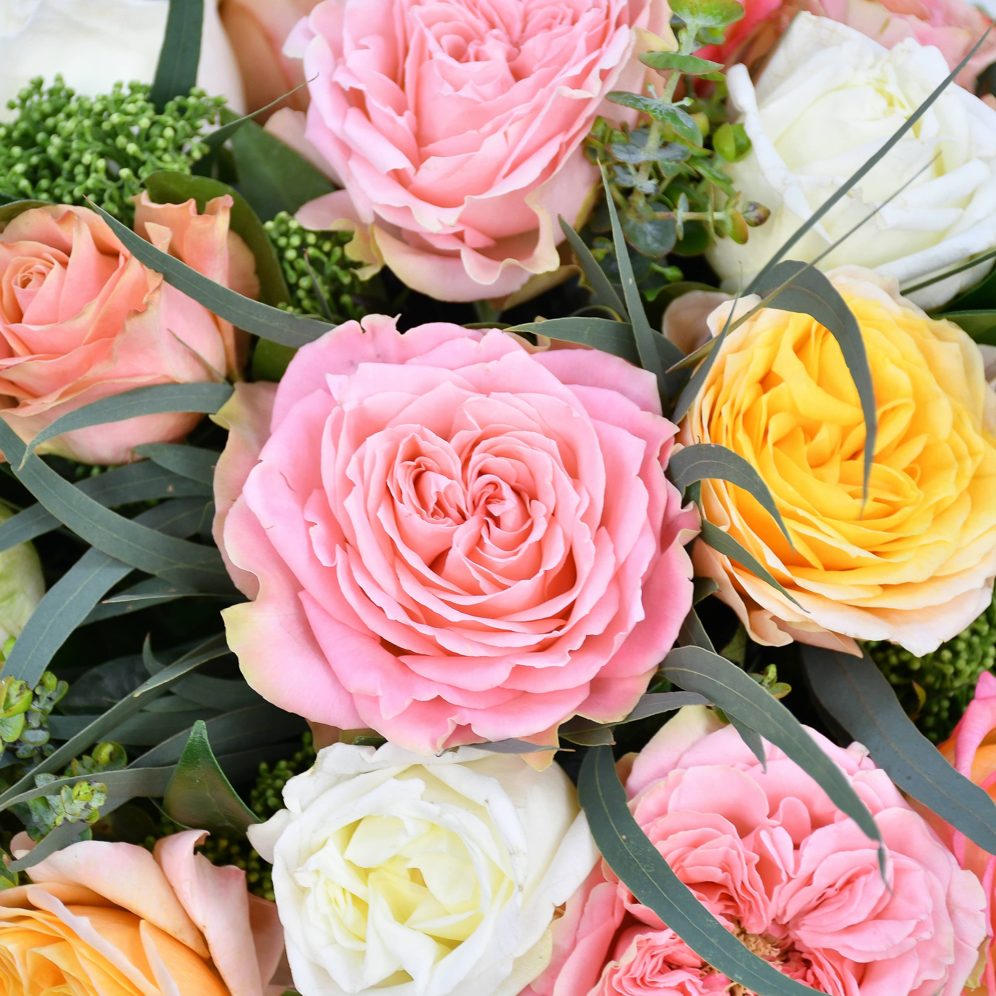 Garden Rose