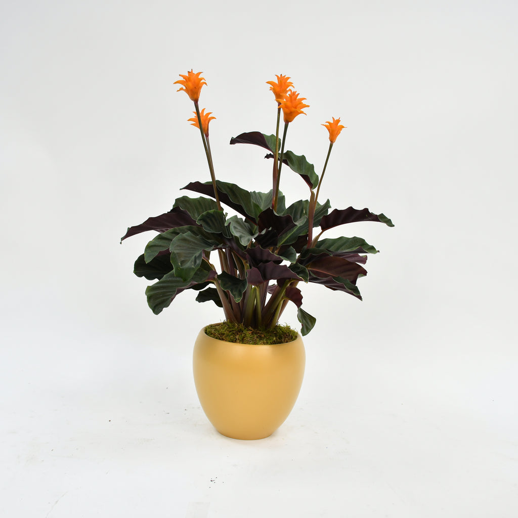 Eternal Flame Plant