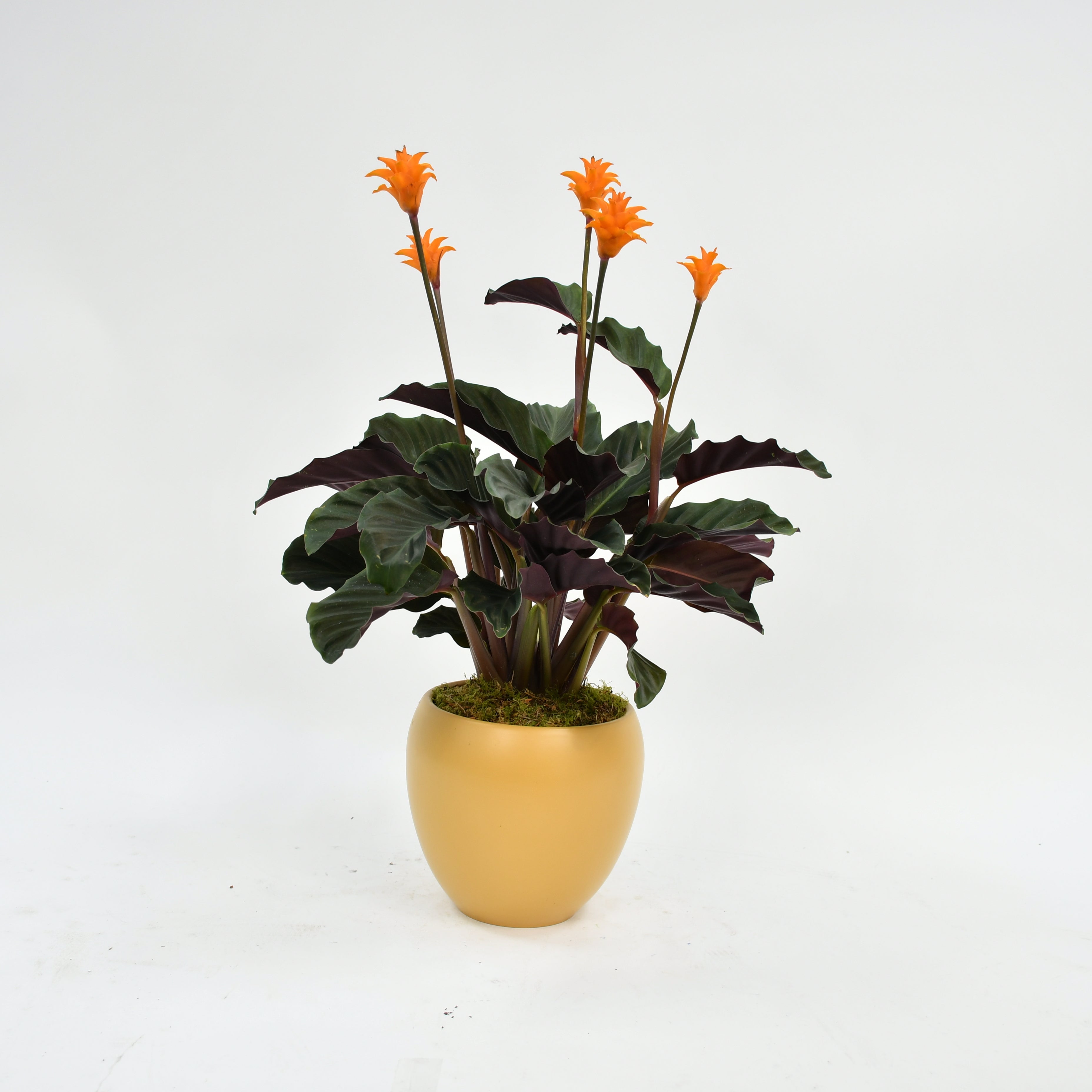 Eternal Flame Plant