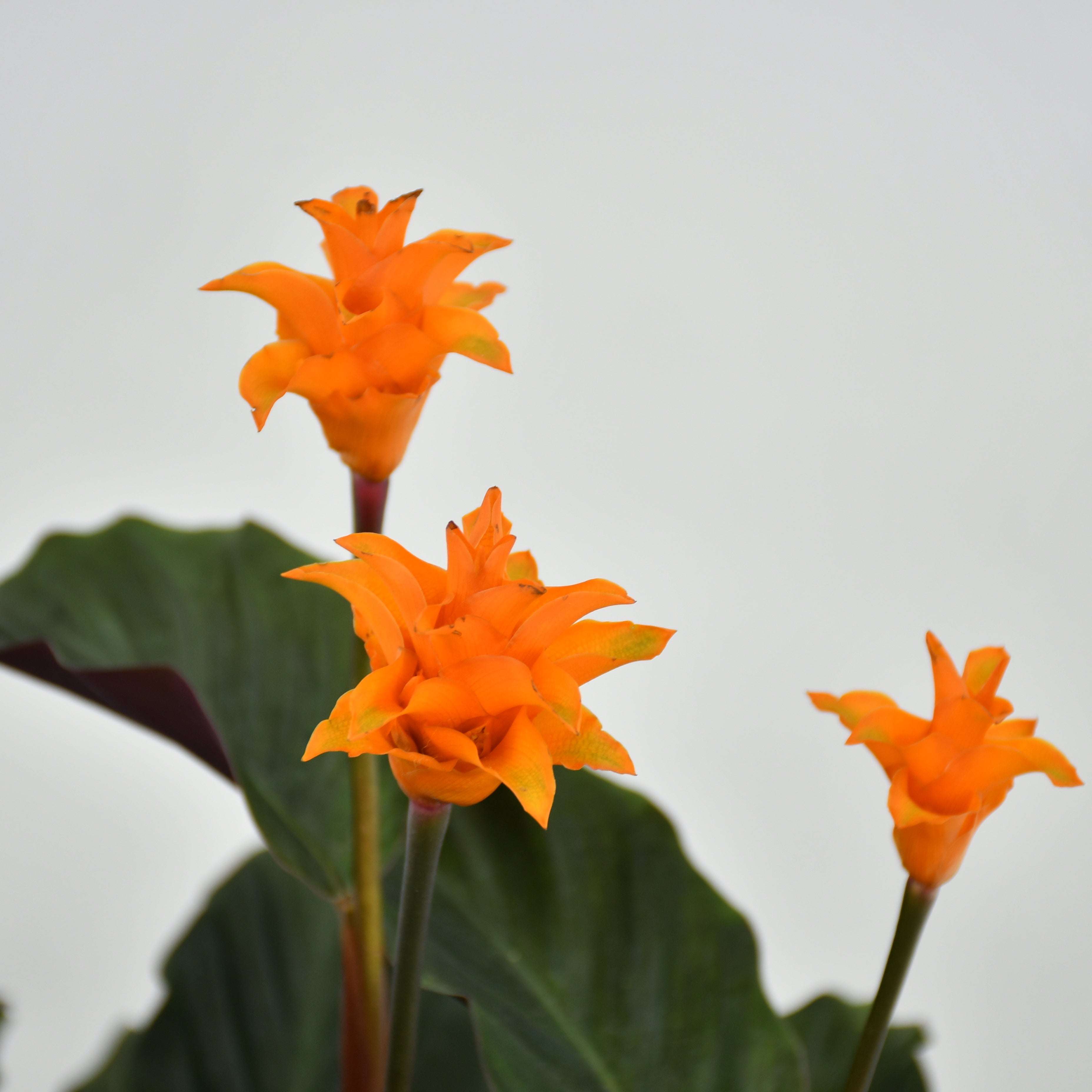 Eternal Flame Plant