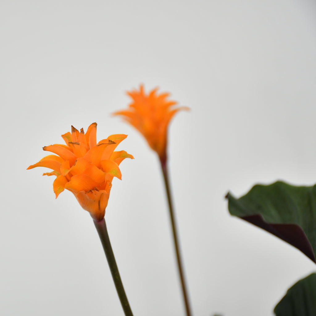 Eternal Flame Plant