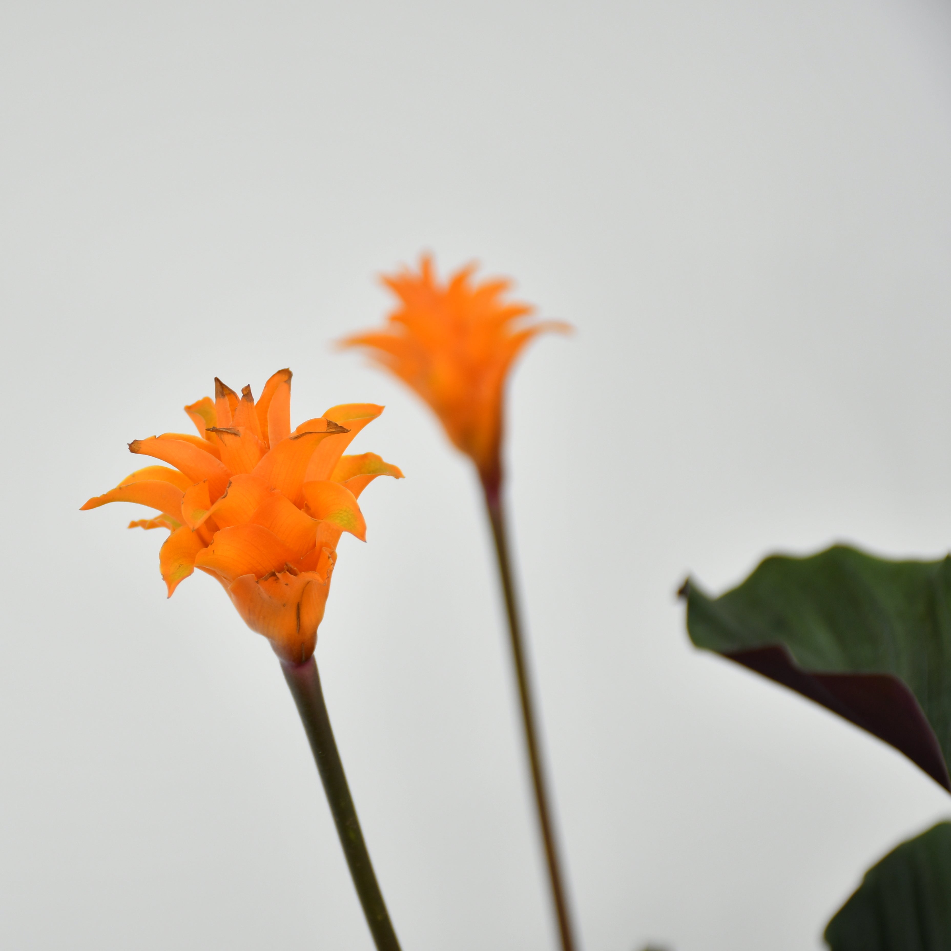 Eternal Flame Plant