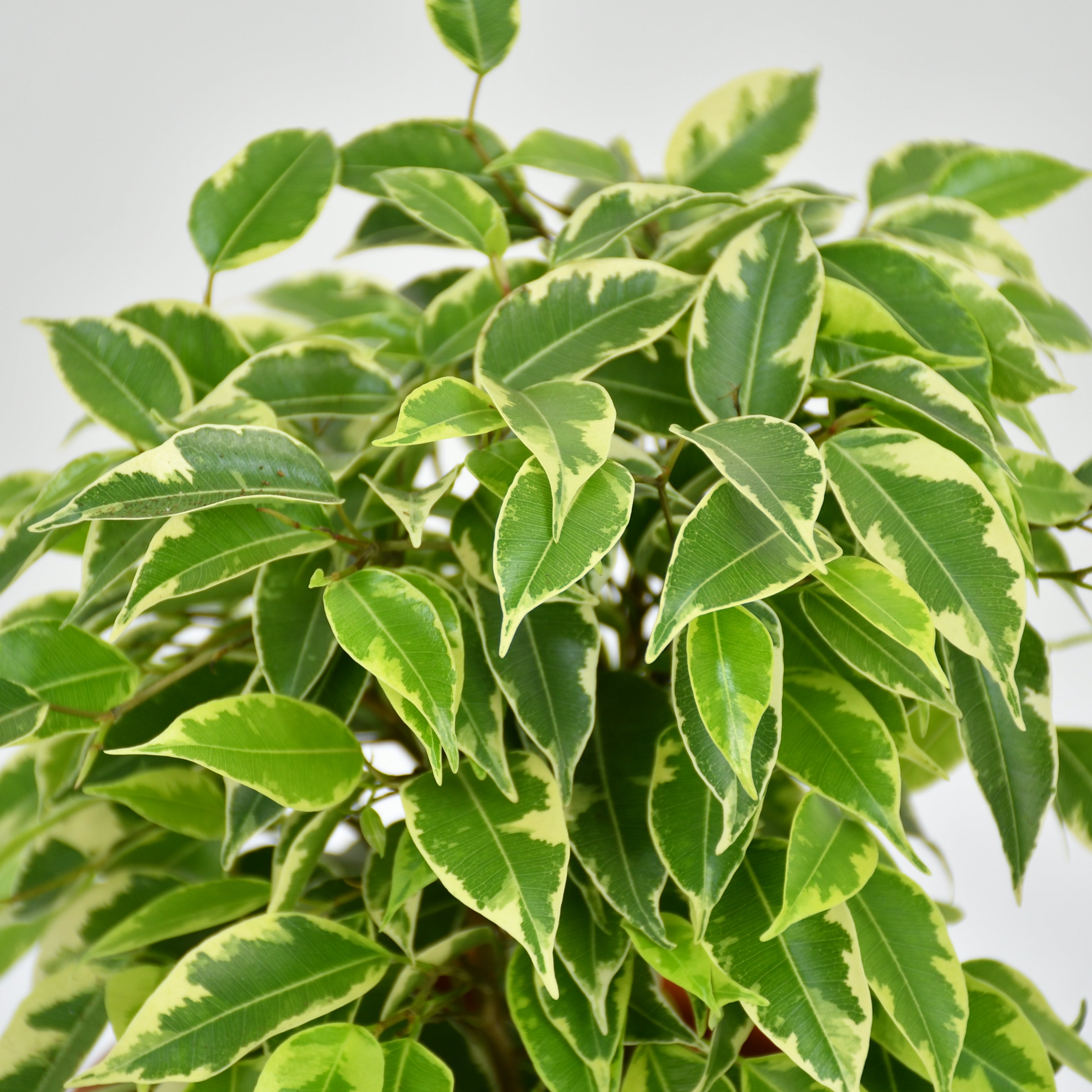 Weeping Fig