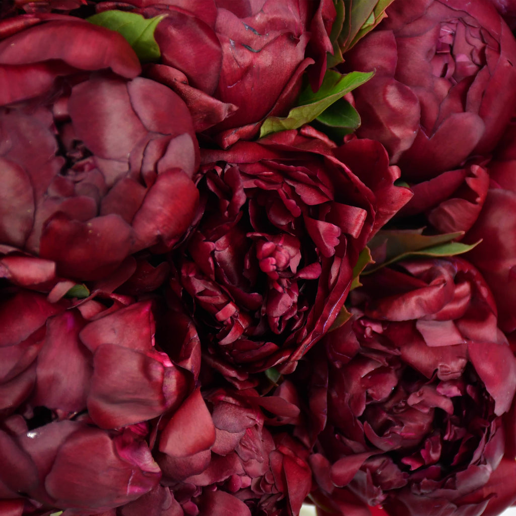 Oxblood
