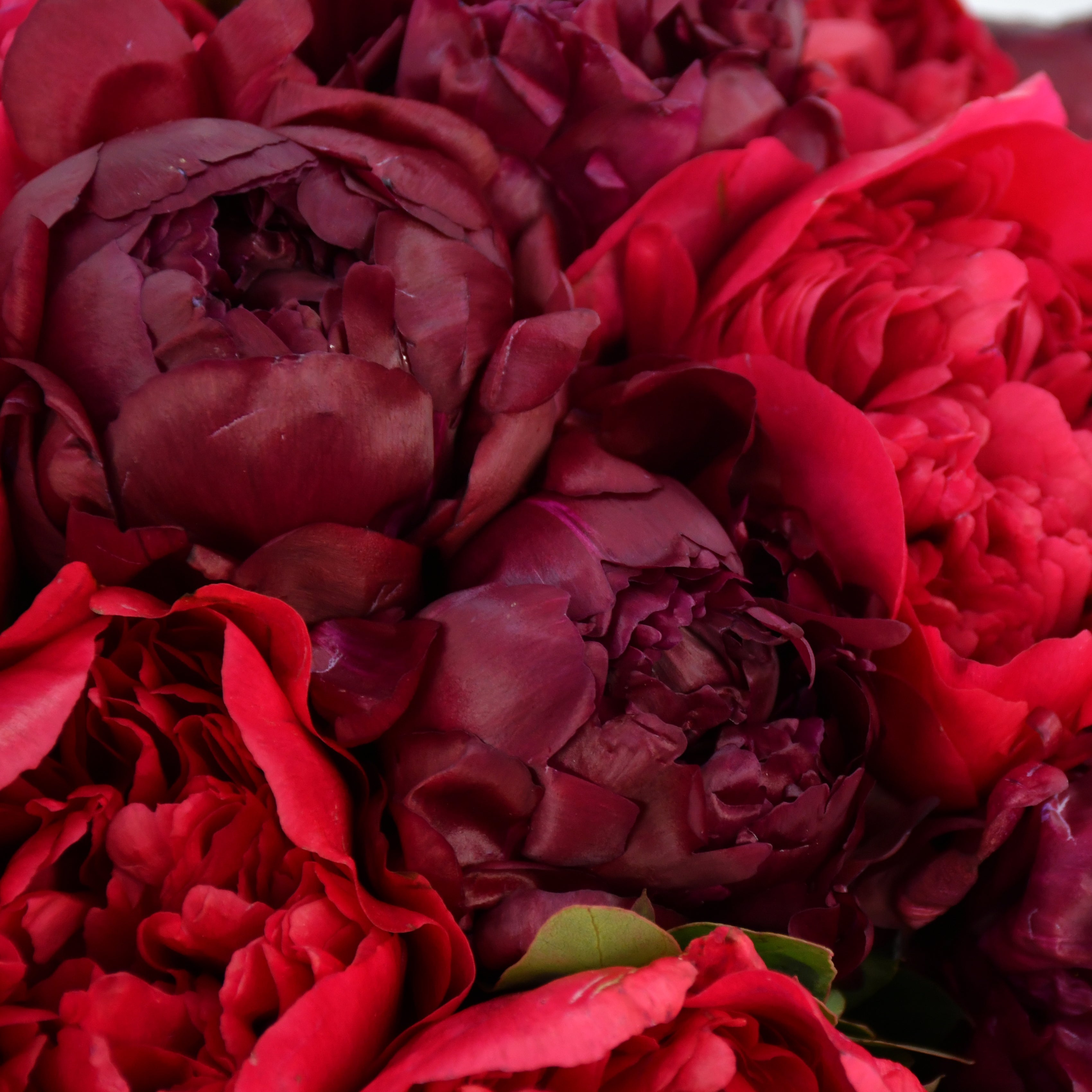Raspberry