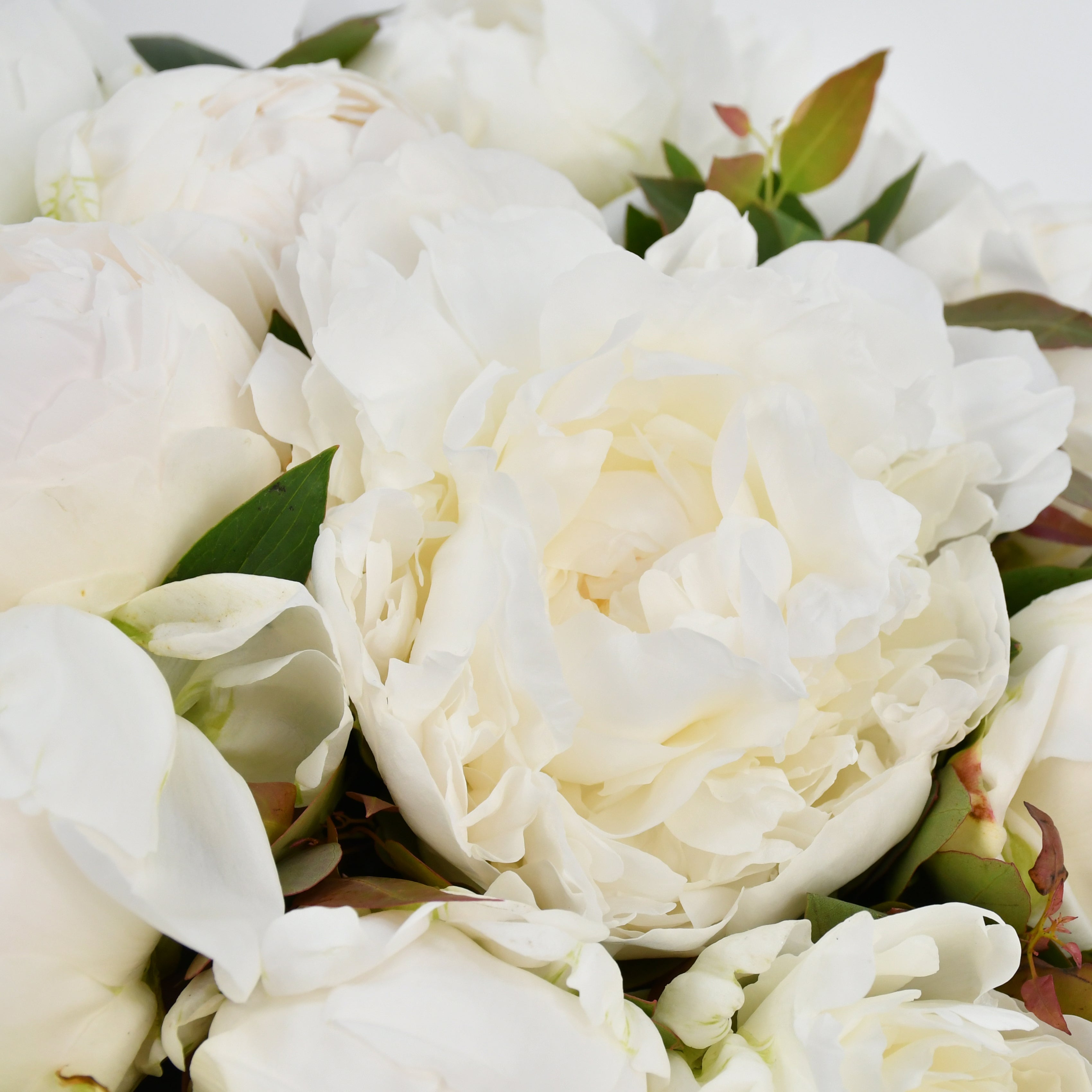 White Peonies