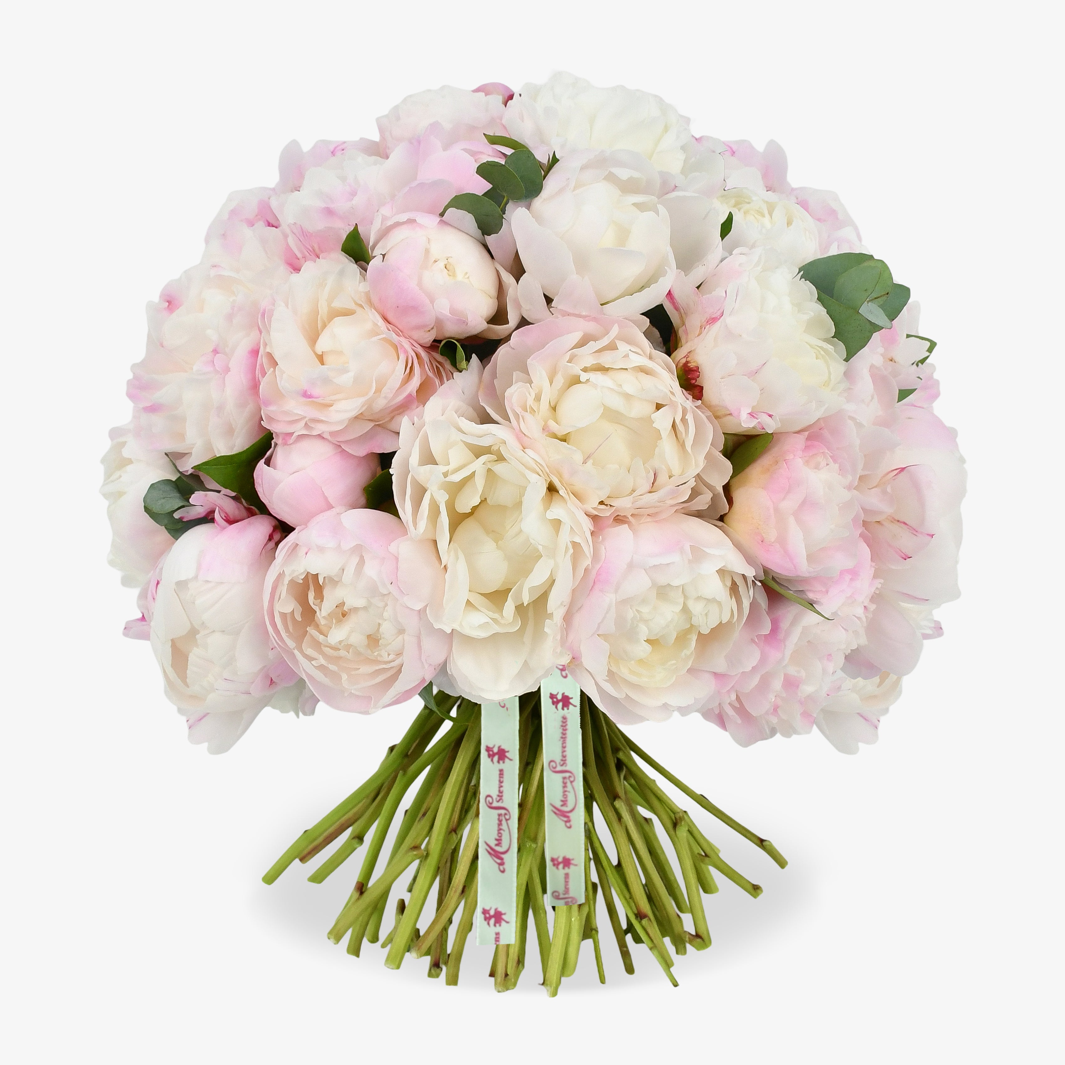 Perfect Peony