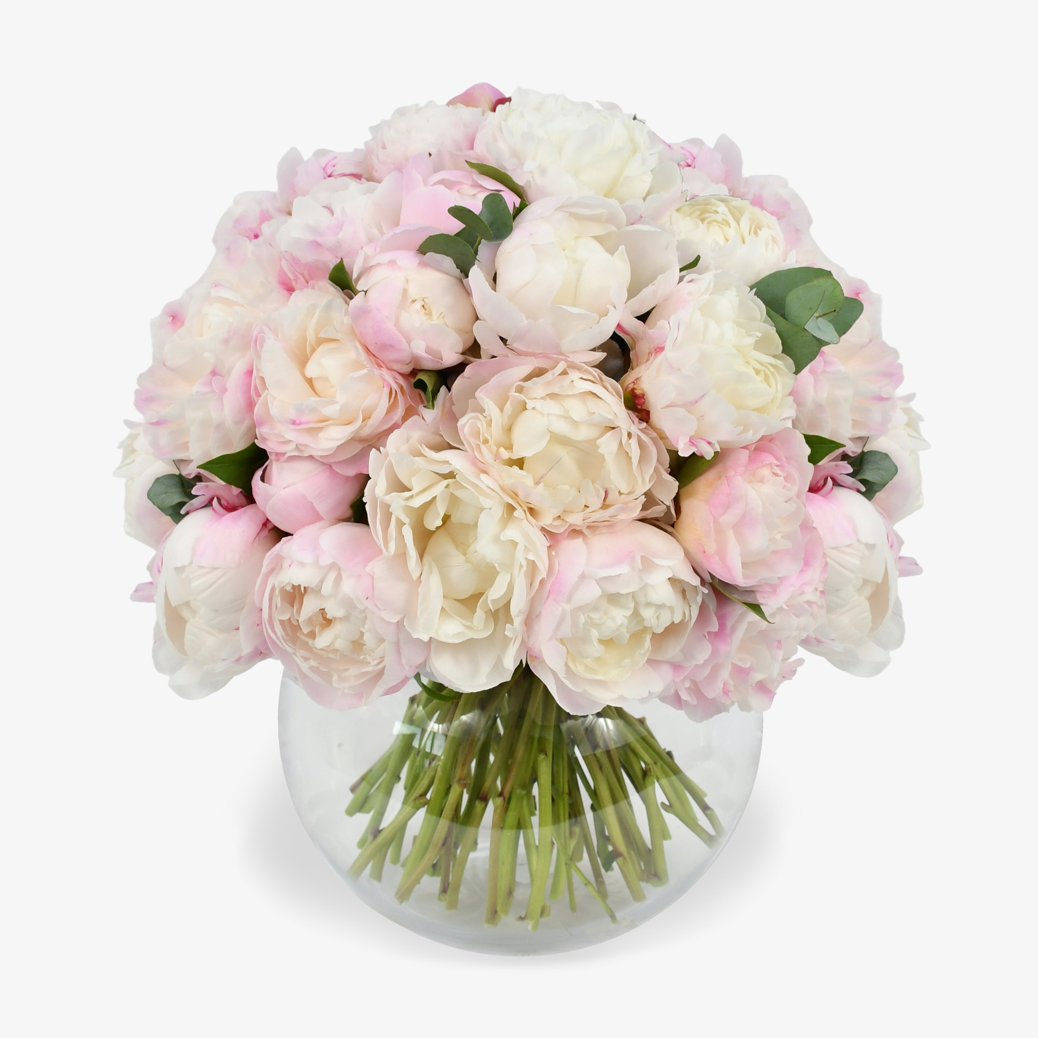 Perfect Peony