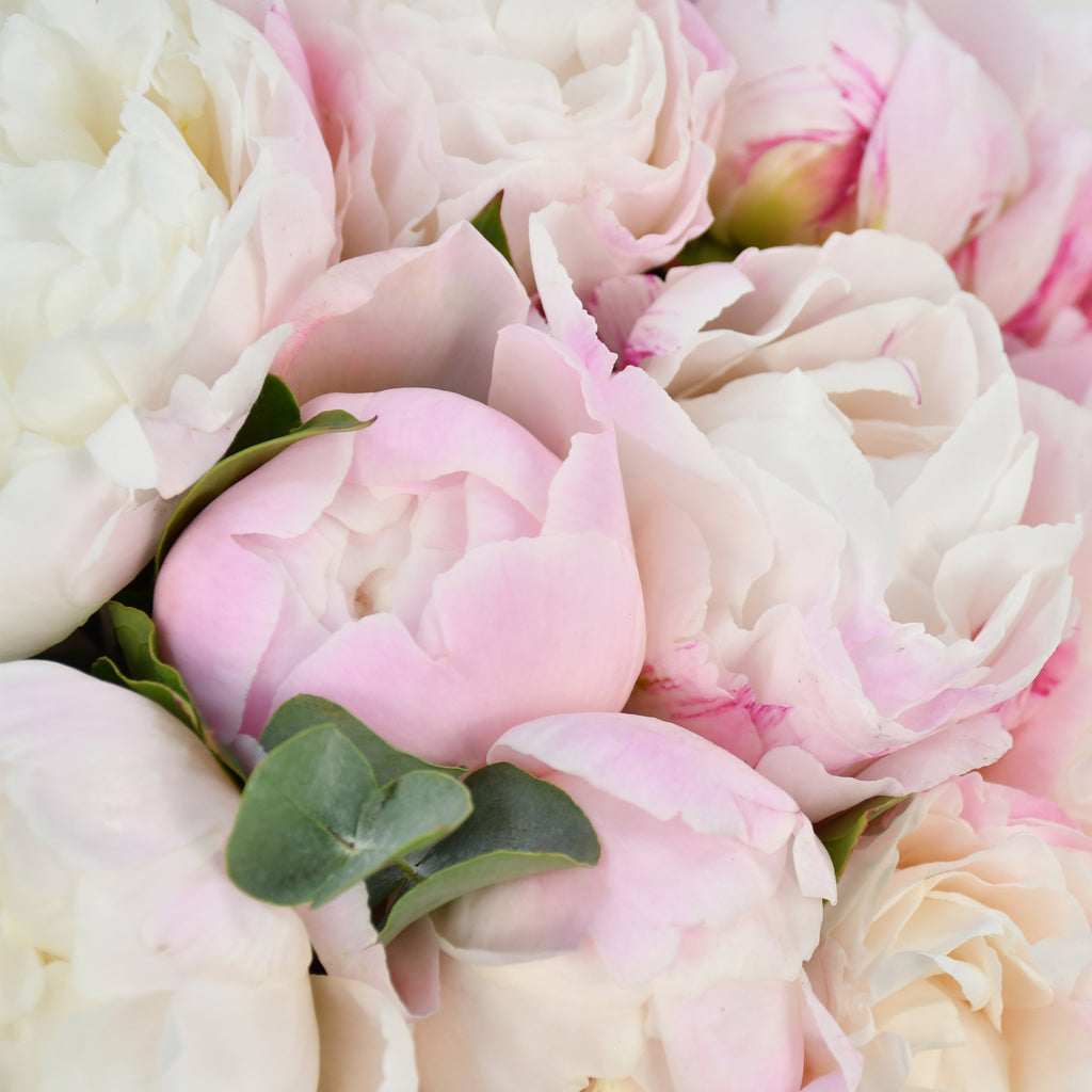 Perfect Peony