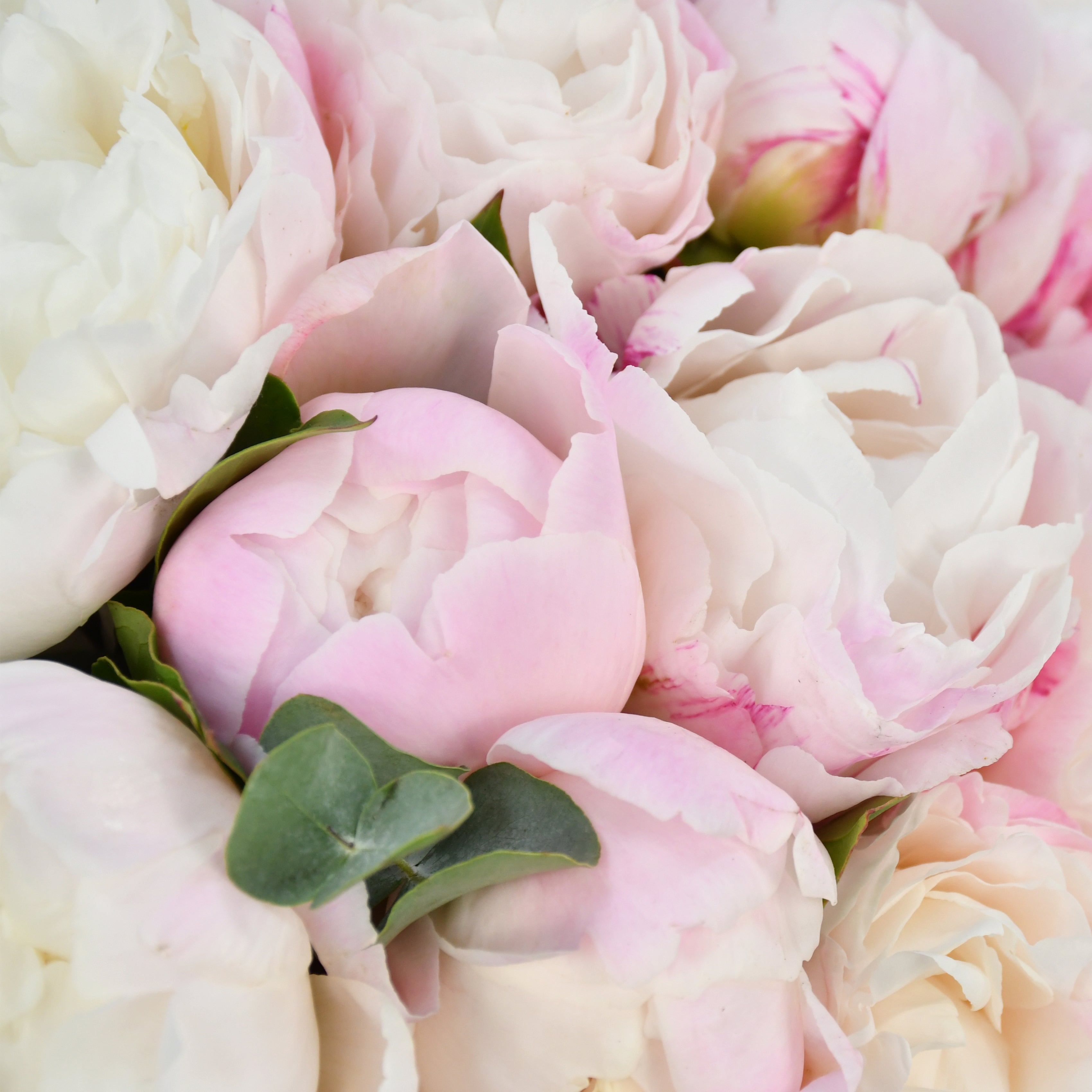 Perfect Peony