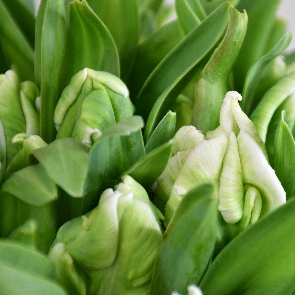 Parrot Tulips