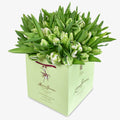 Parrot Tulips
