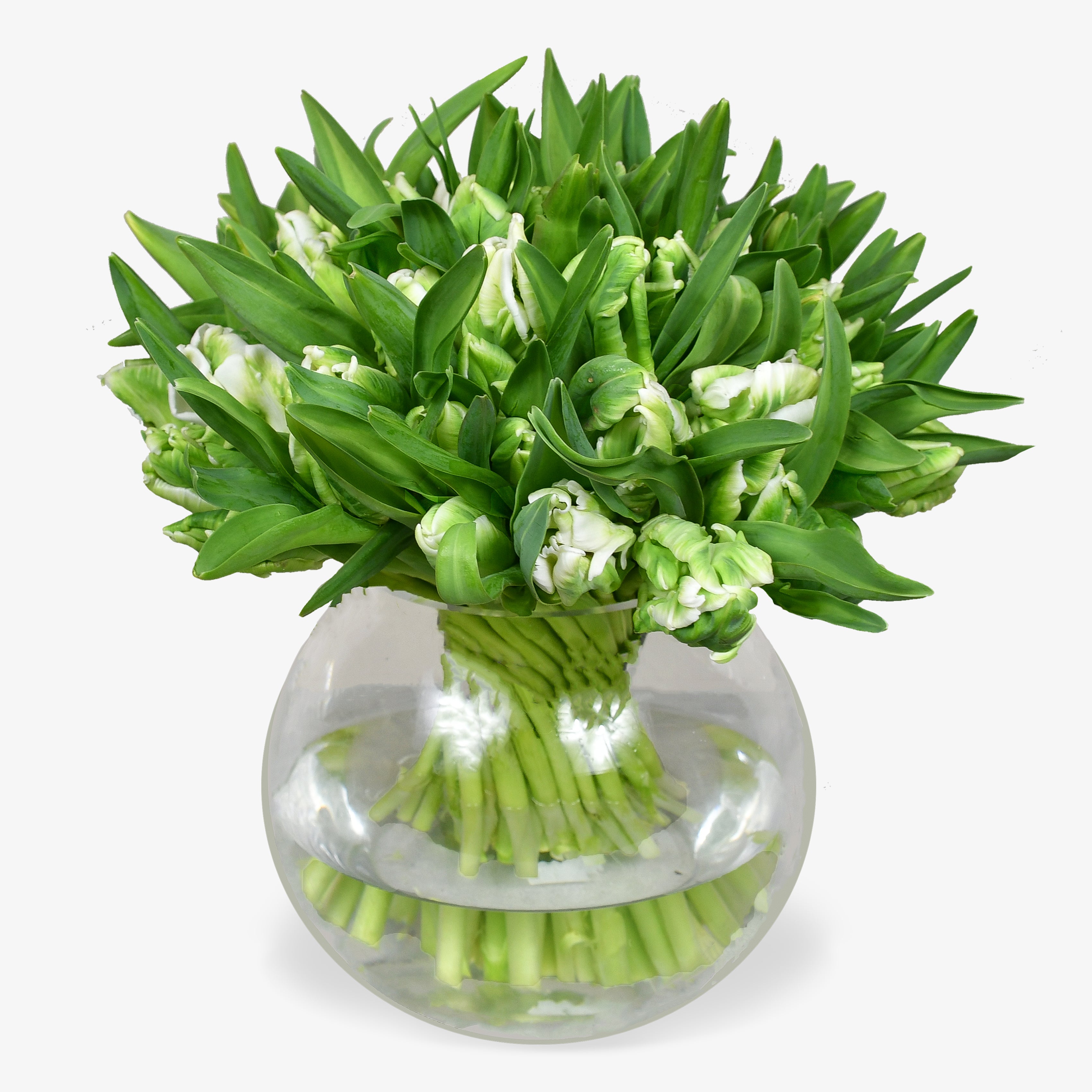 Parrot Tulips