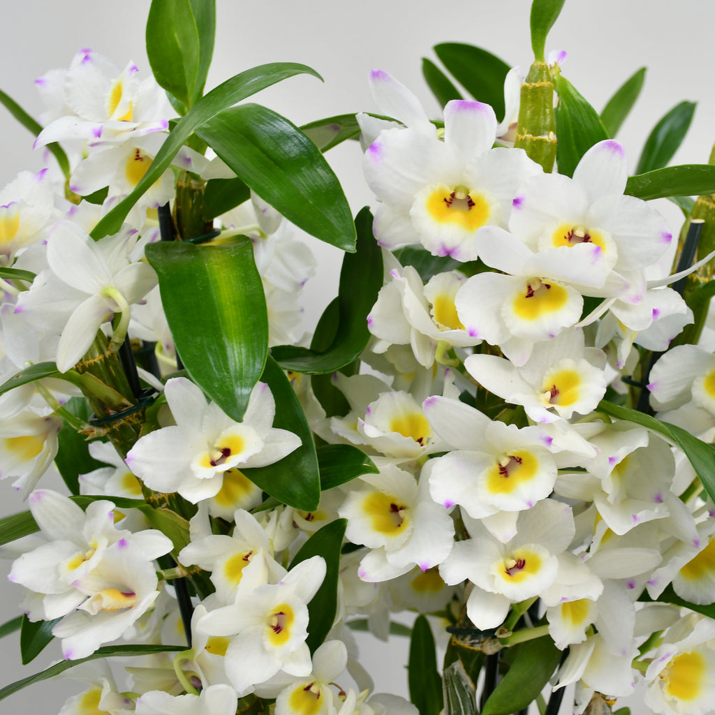 Dendrobium In White