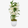 White Dendrobium