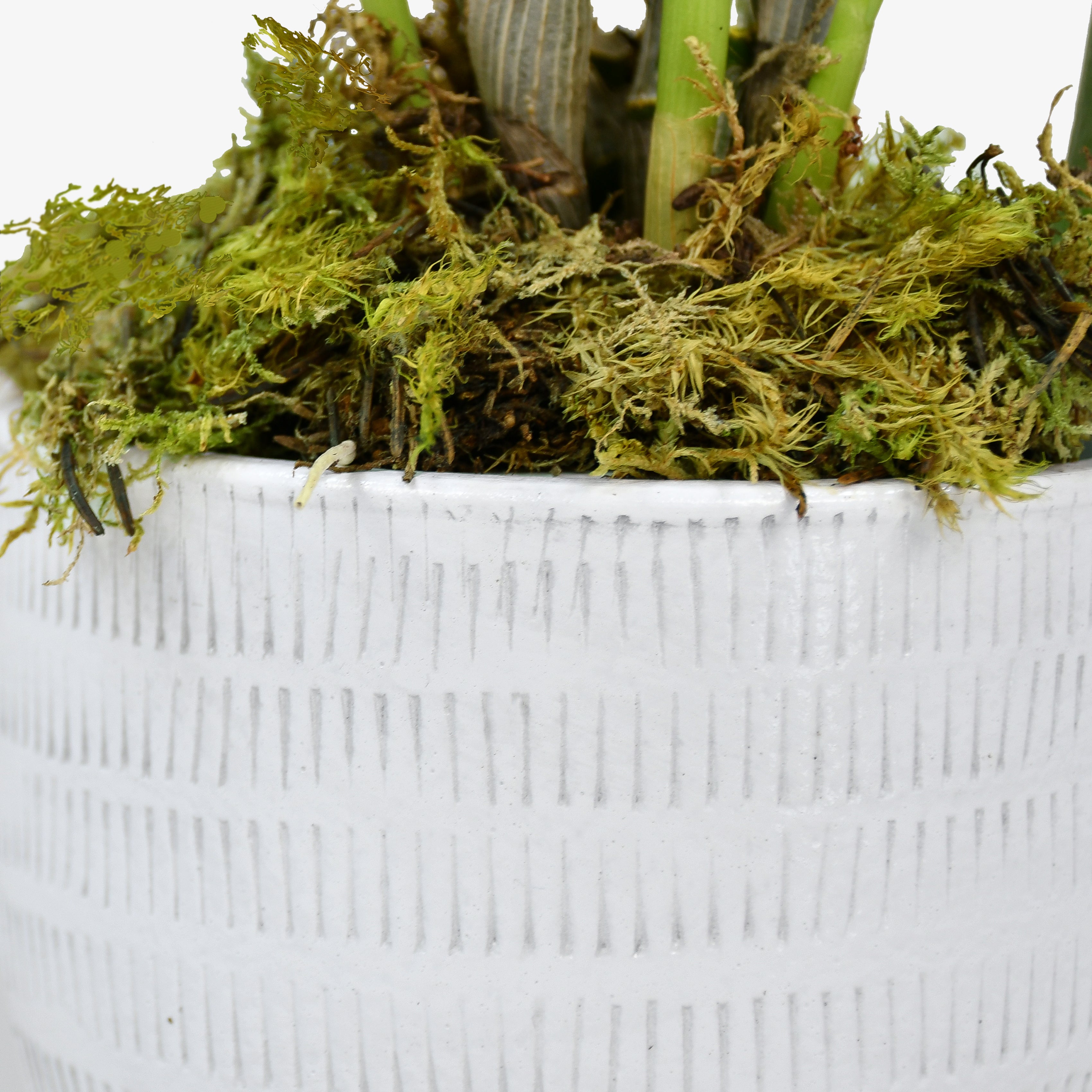 White Dendrobium