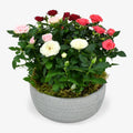 Rose Plant Arrangement