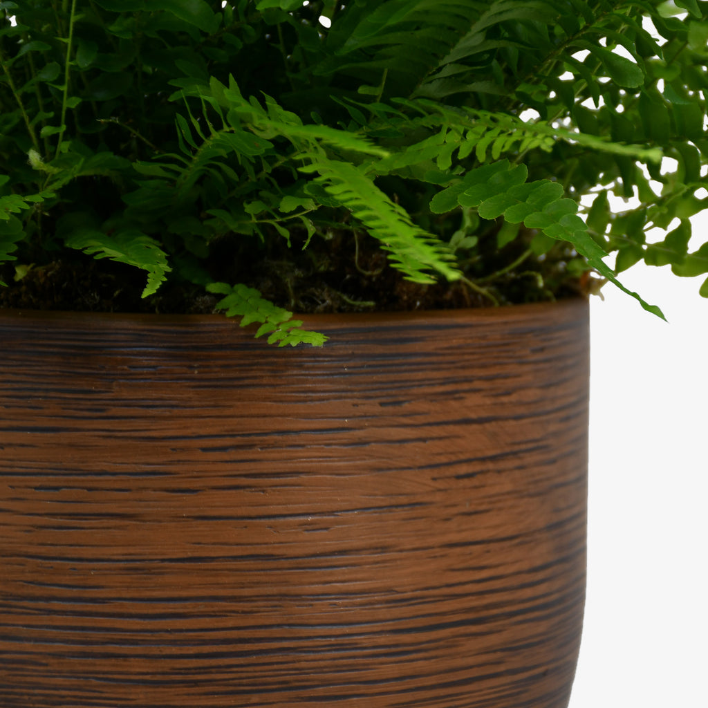 Boston Fern