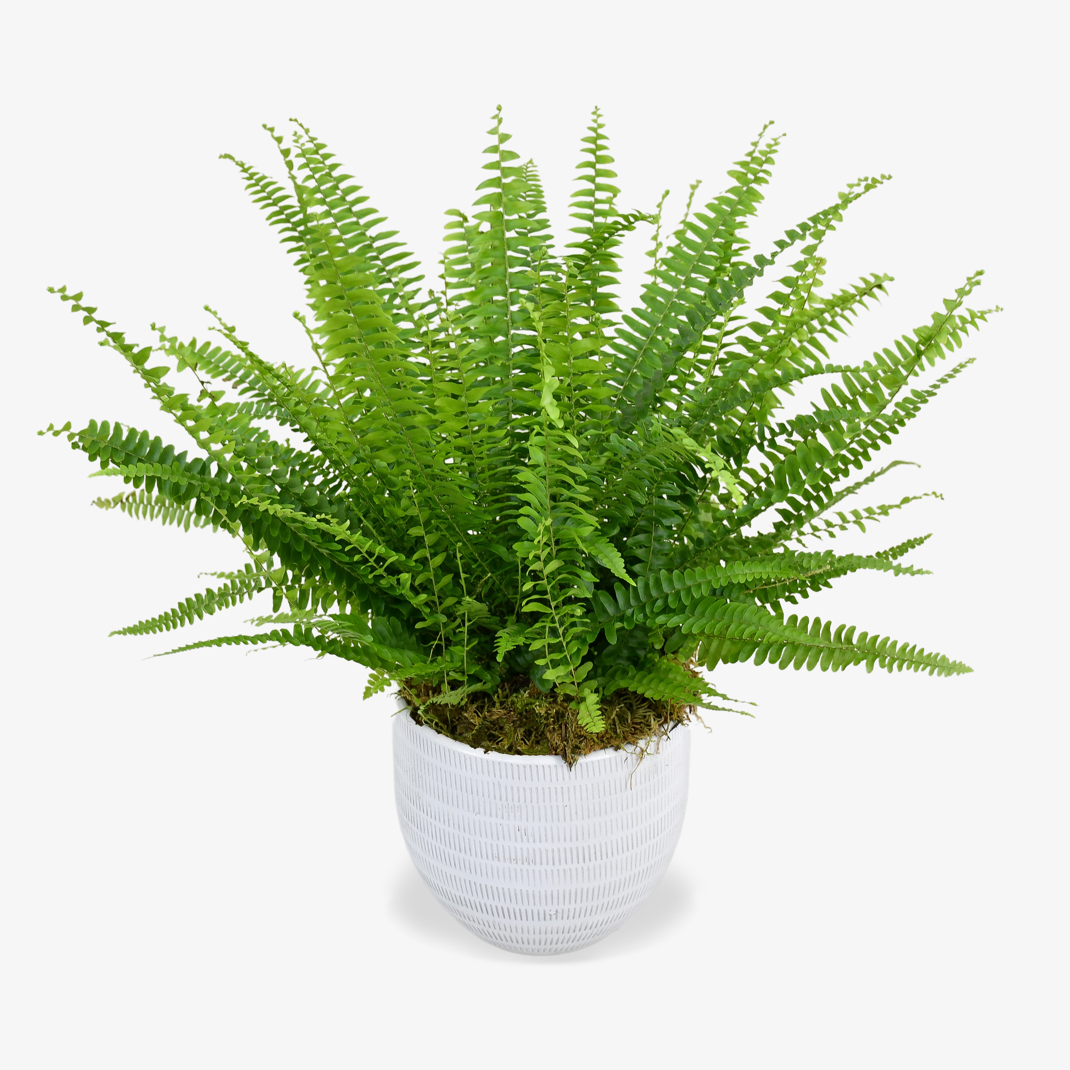 Boston Fern