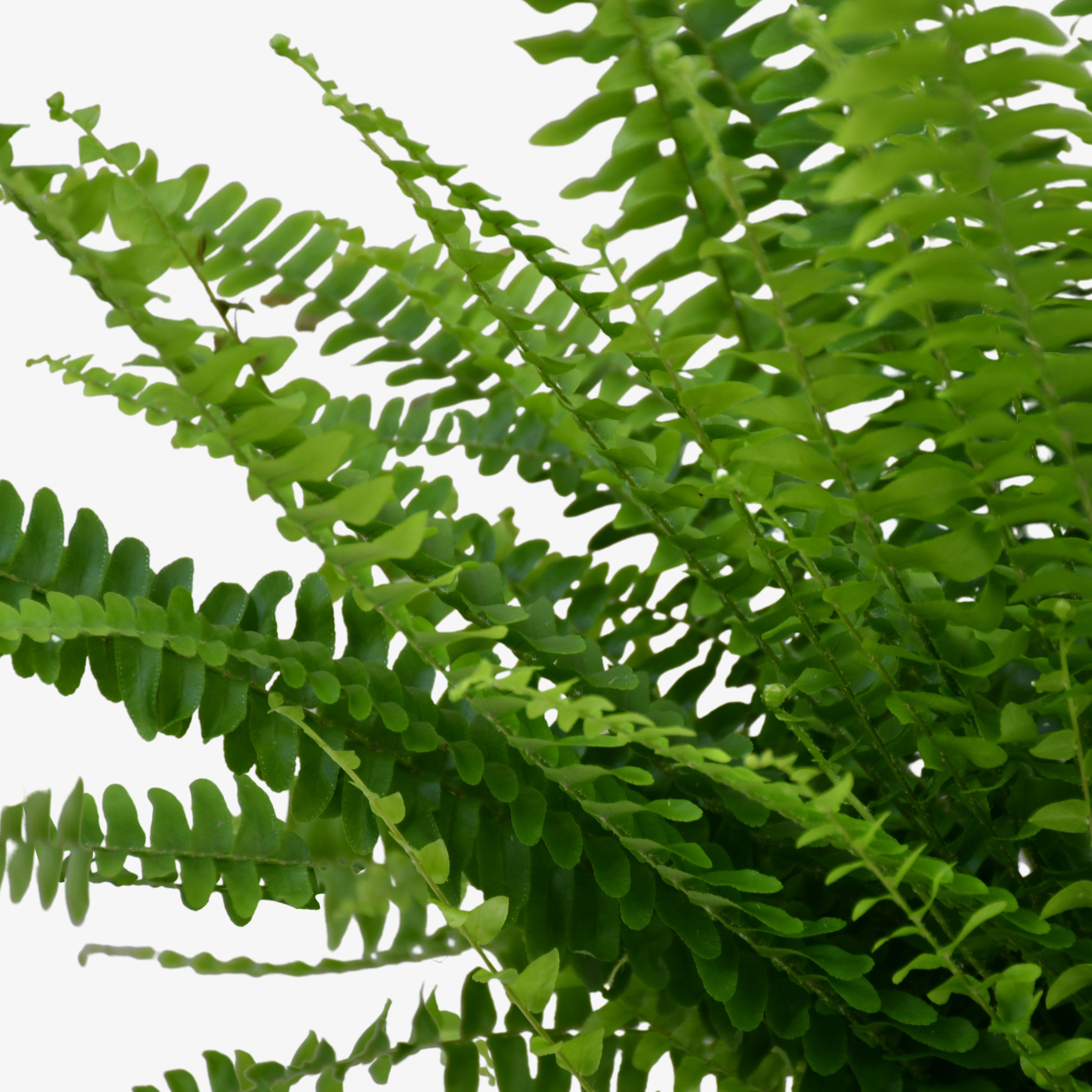 Boston Fern