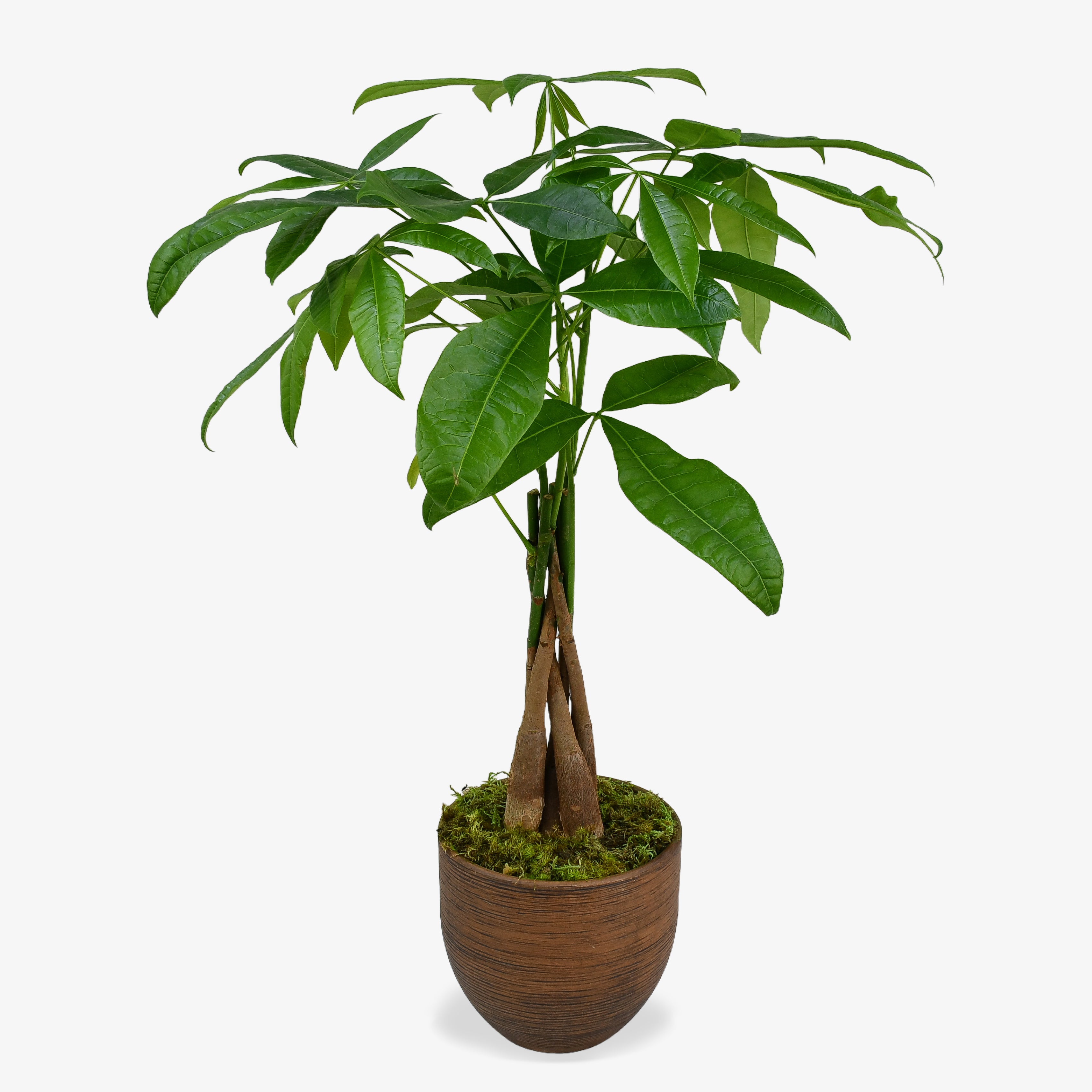 Chestnut