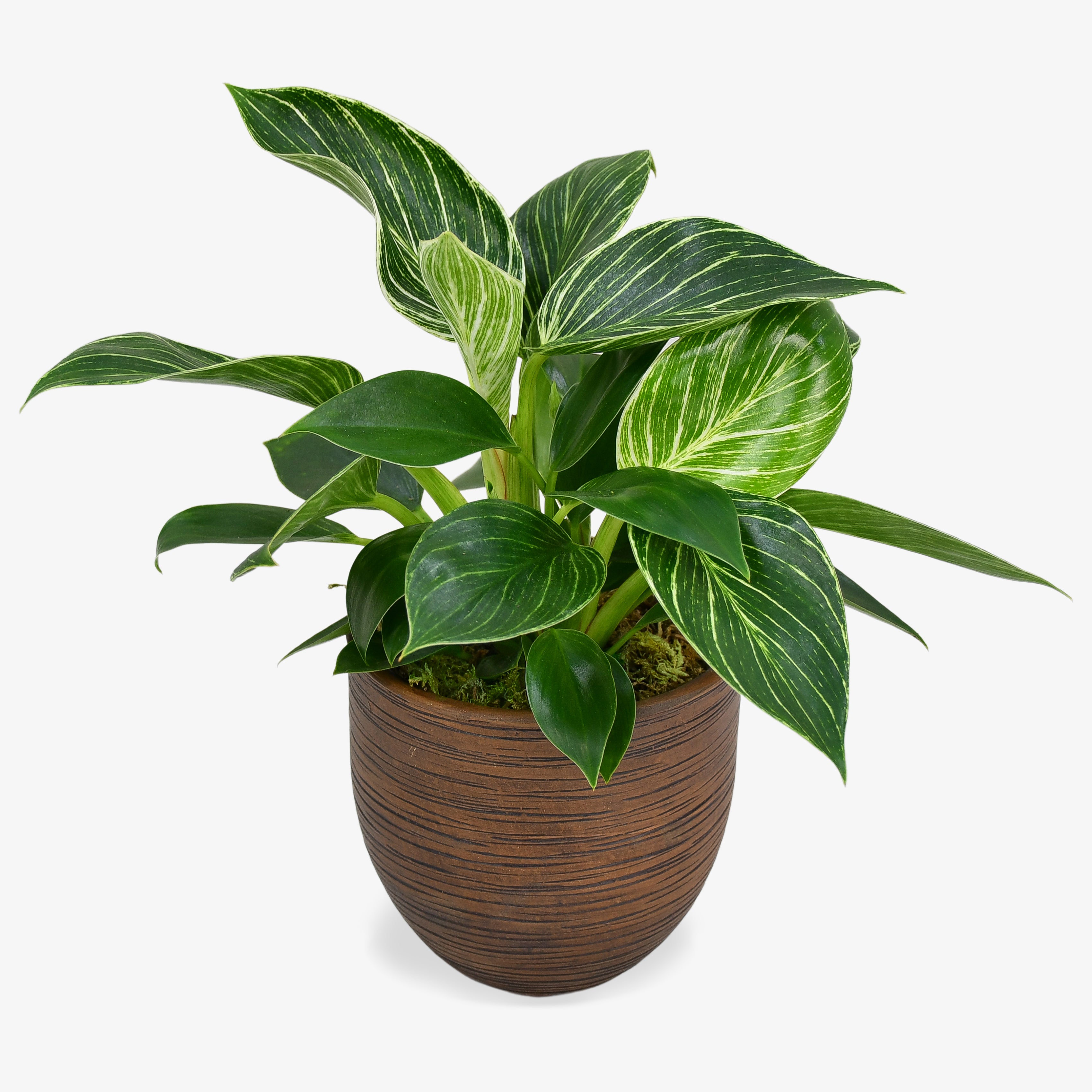 Philodendron
