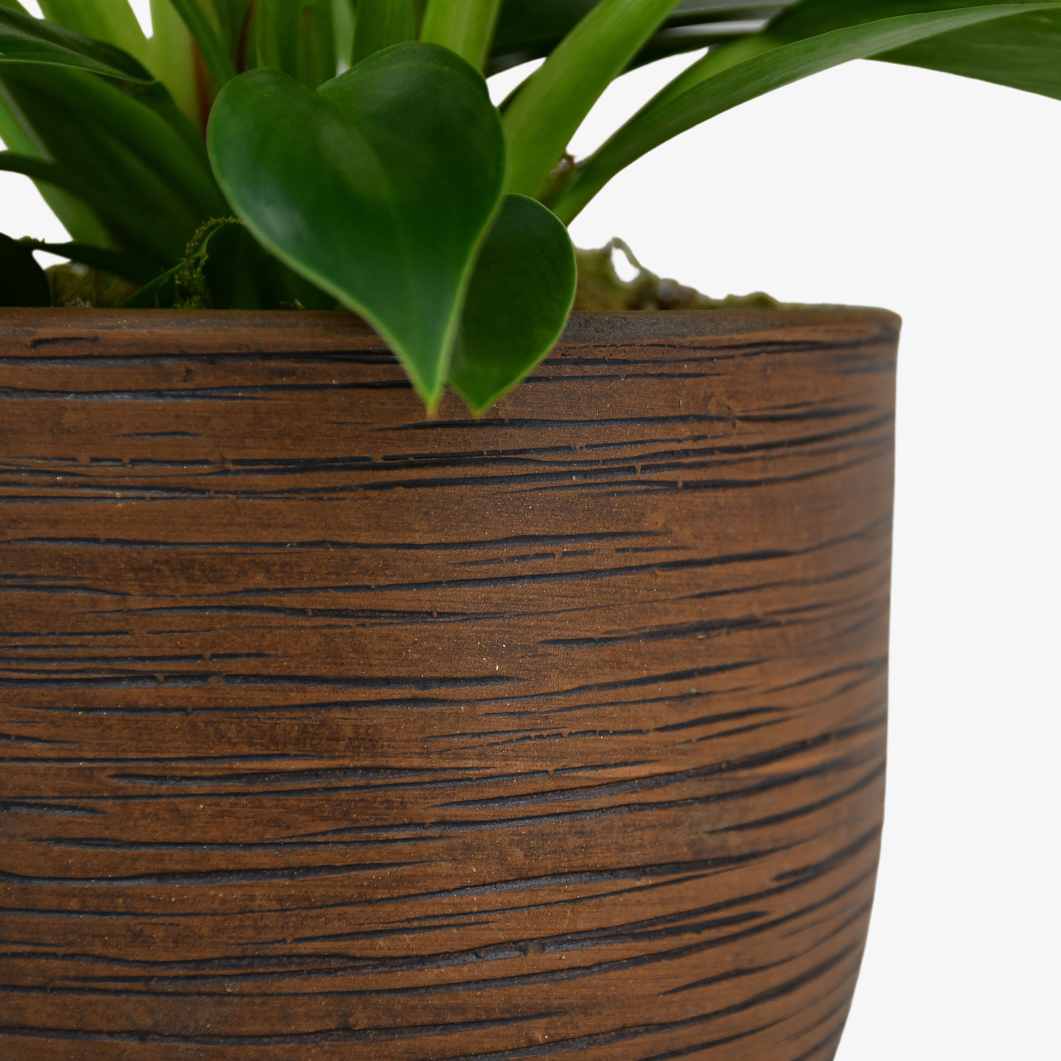 Philodendron