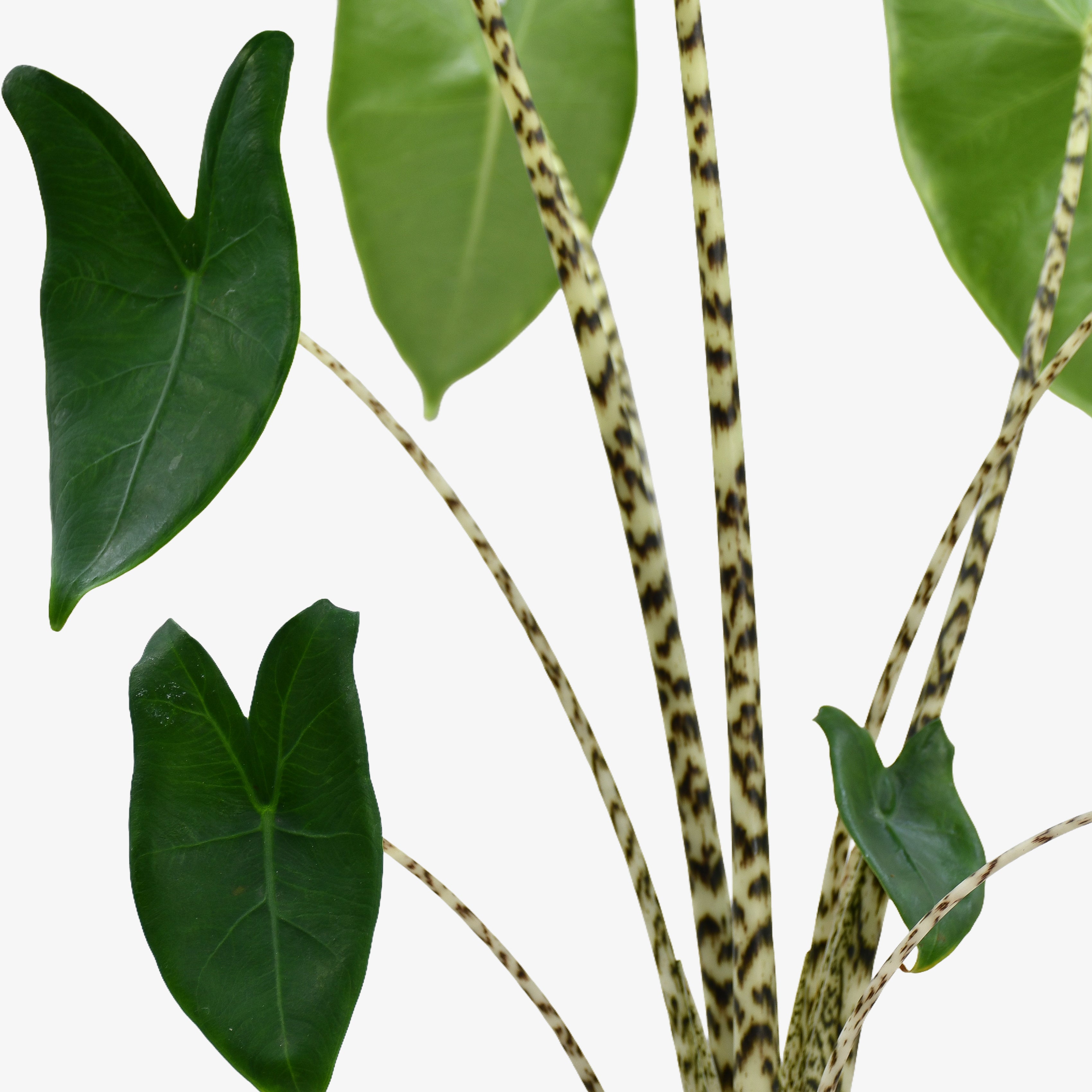 Zebra Plant