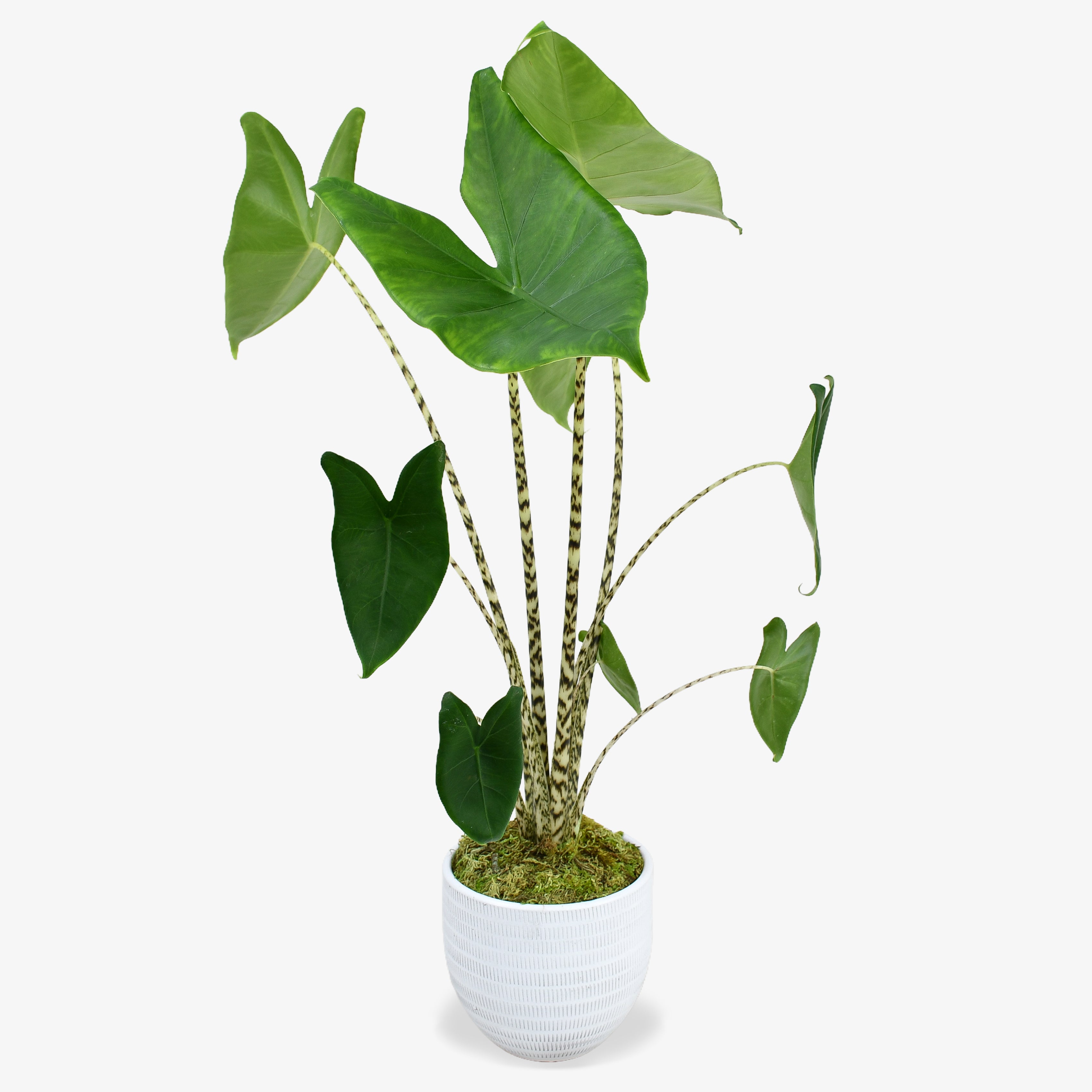 Zebra Plant