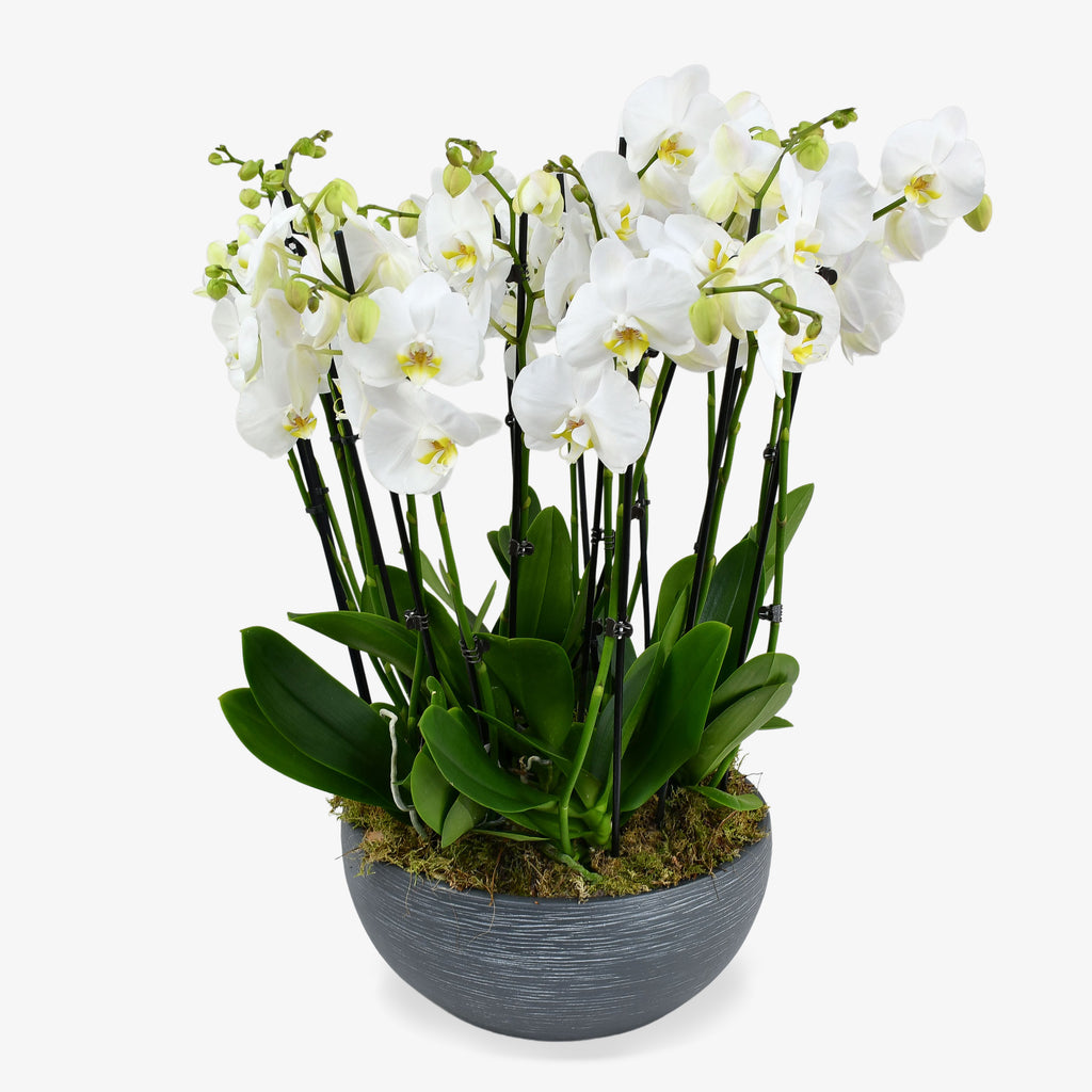 Heavenly Orchids