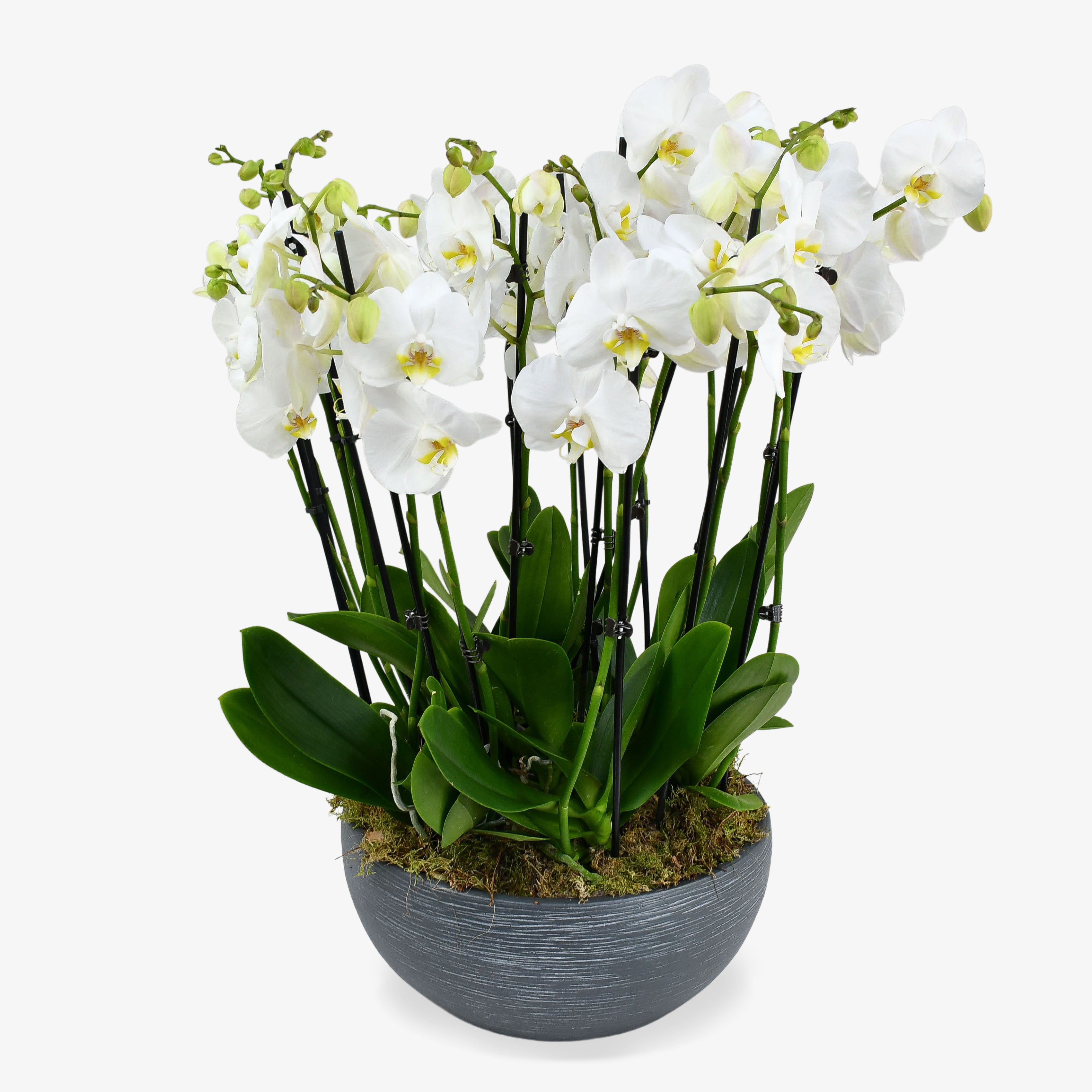 Heavenly Orchids