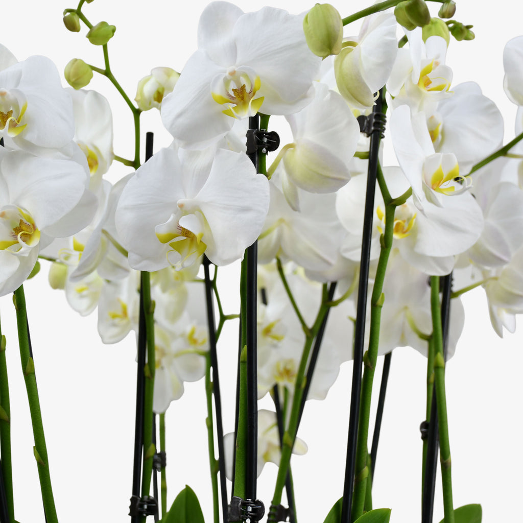 Heavenly Orchids