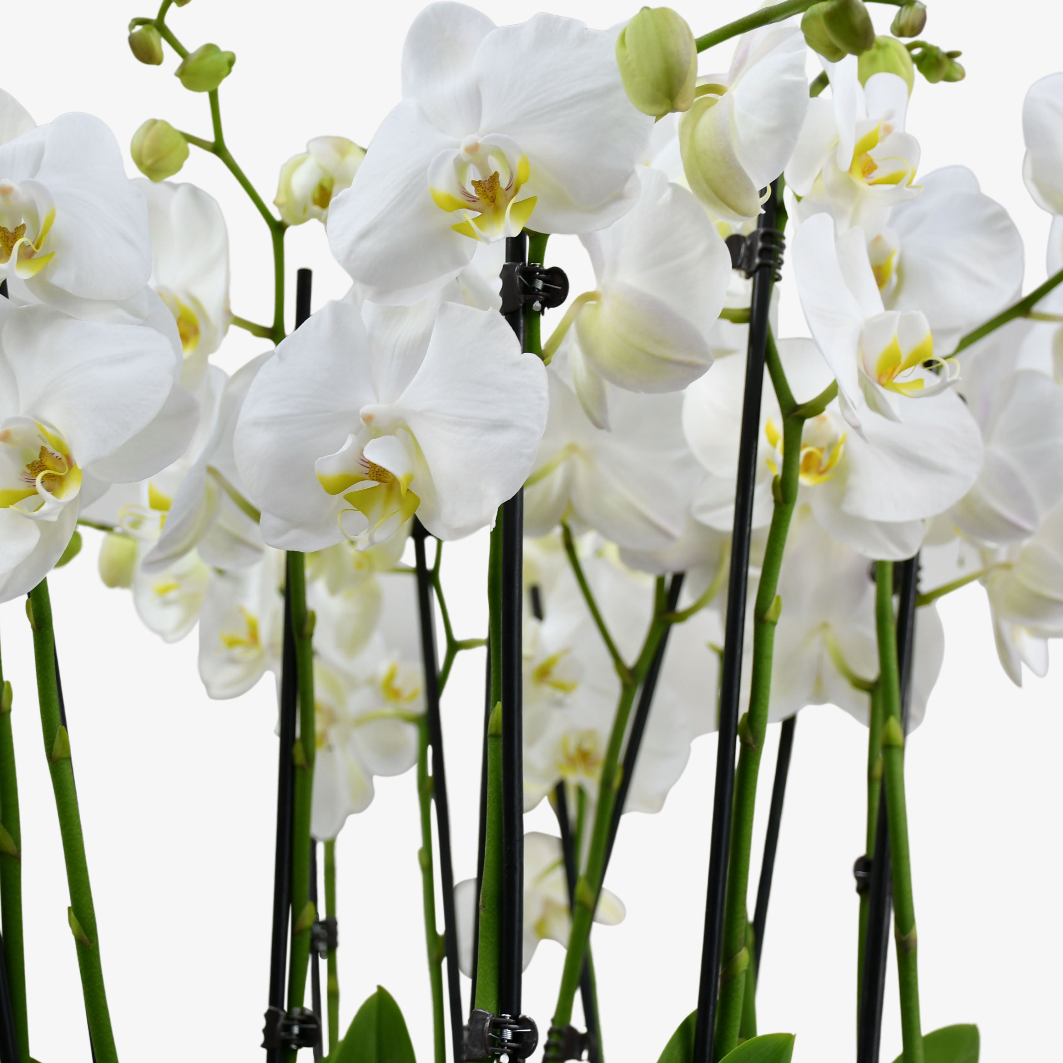 Heavenly Orchids