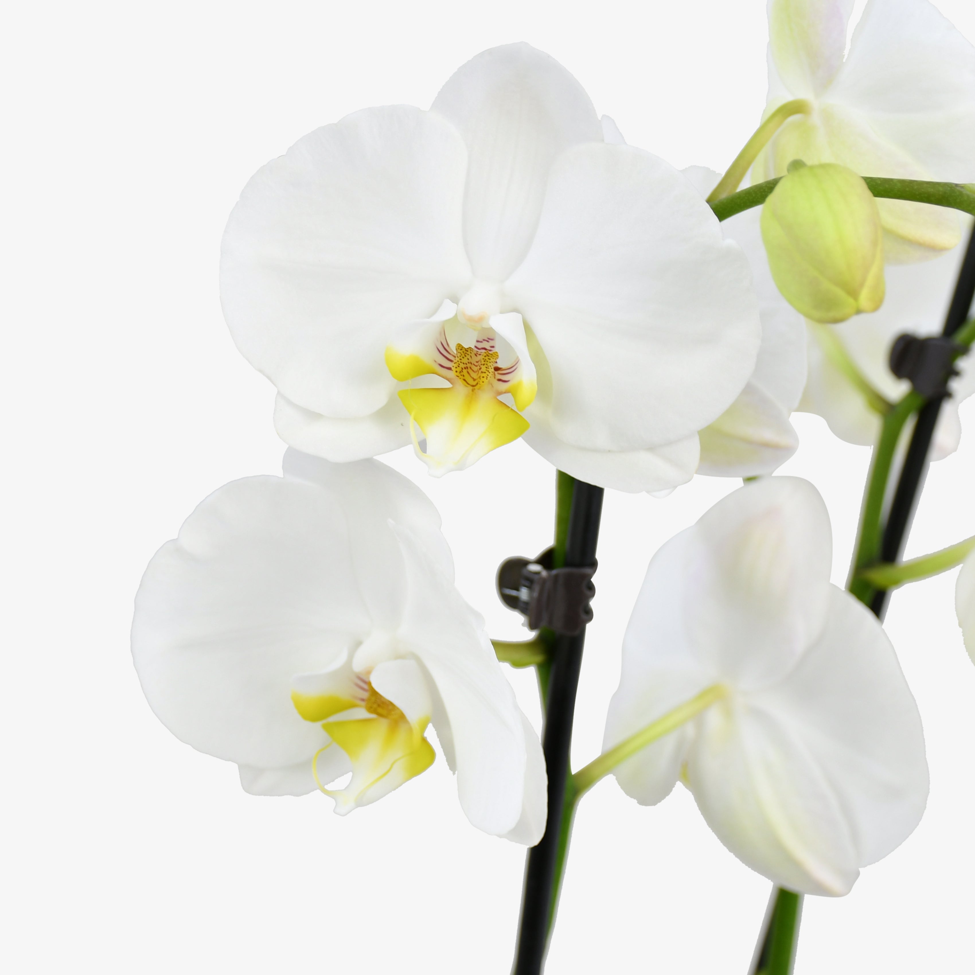White Orchid