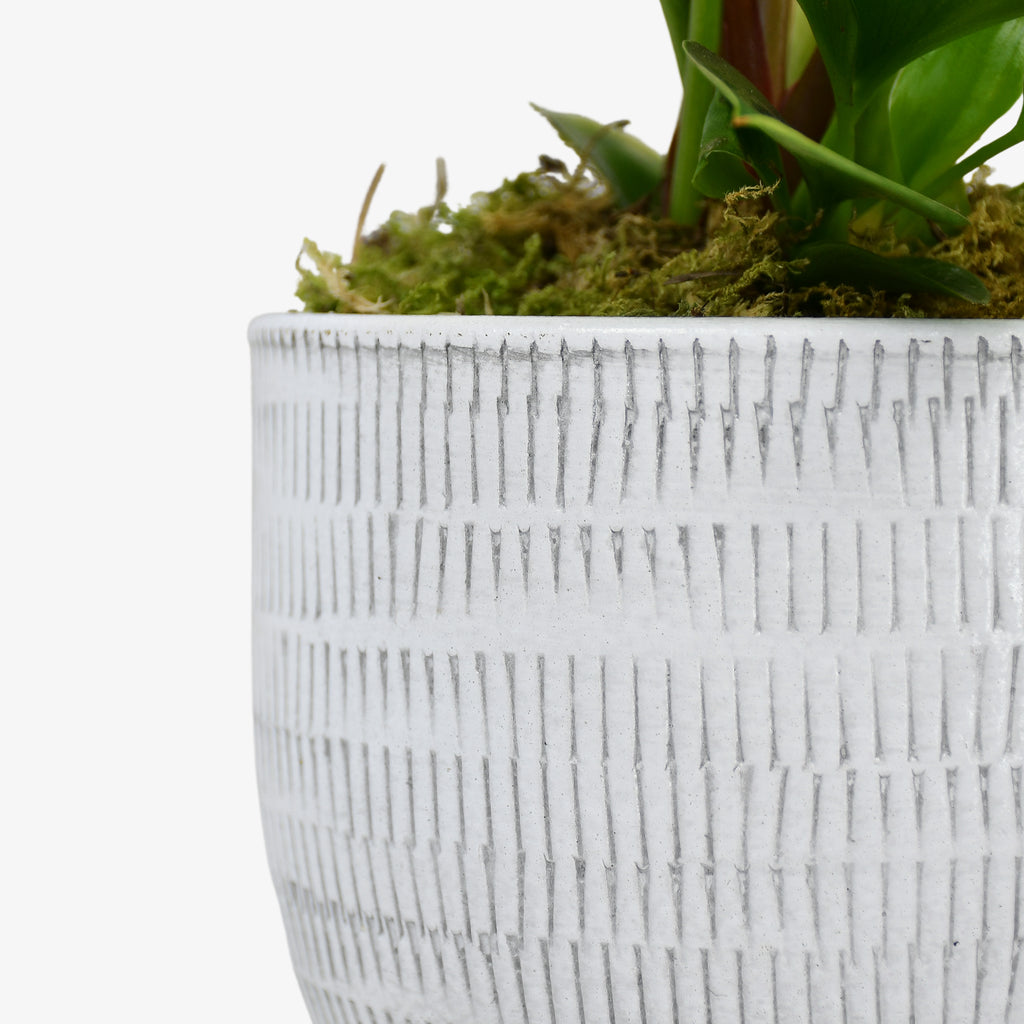 Peace Lily