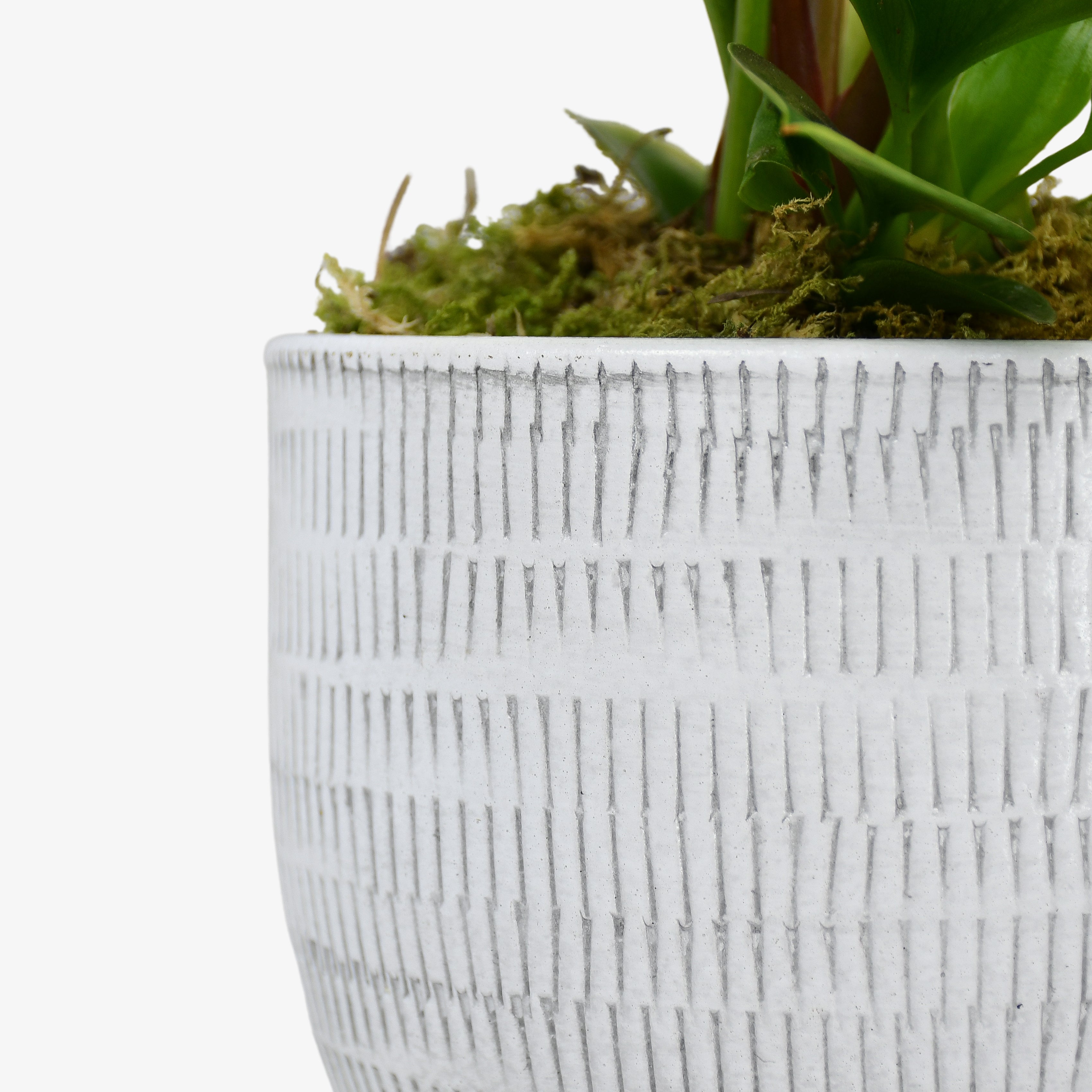 Peace Lily