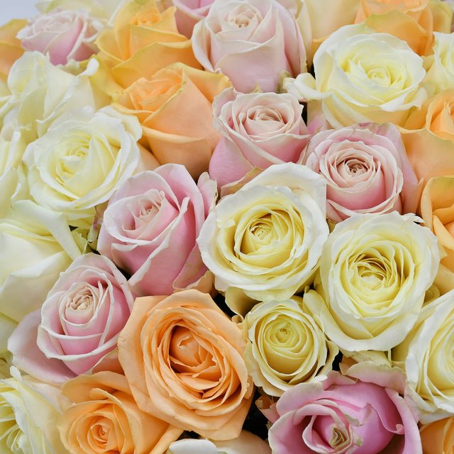 Pastel & Blanc