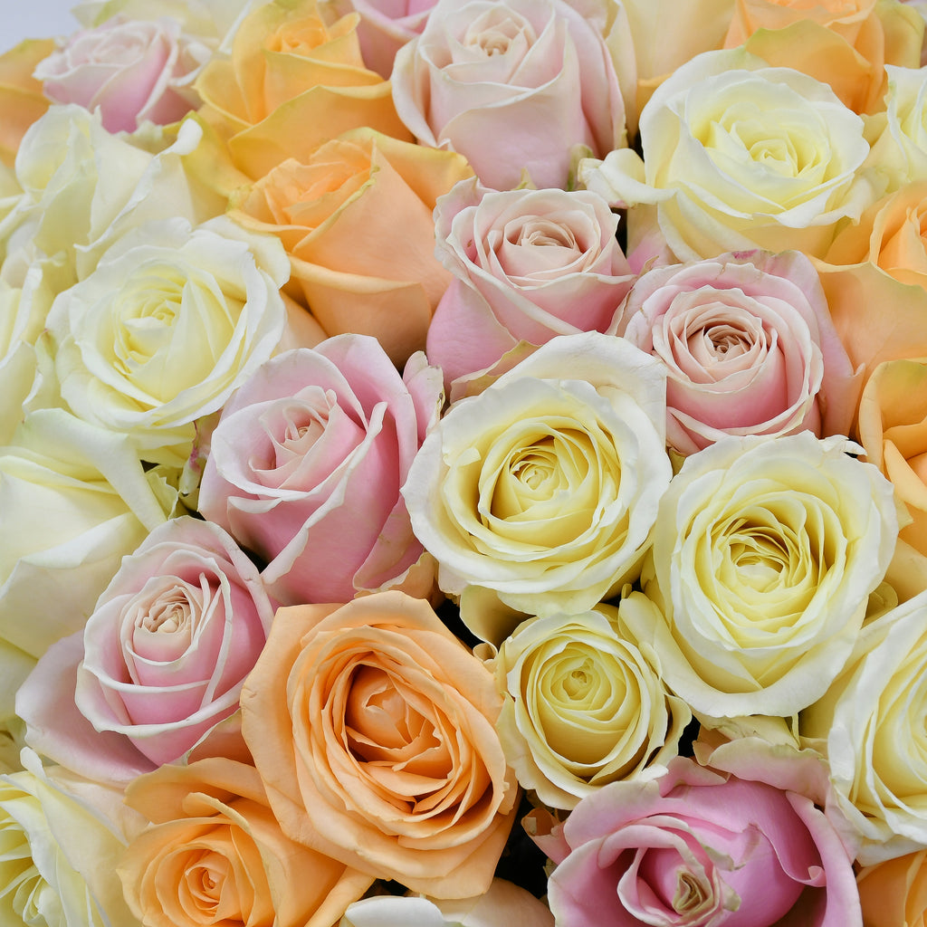 Pastel Beauties