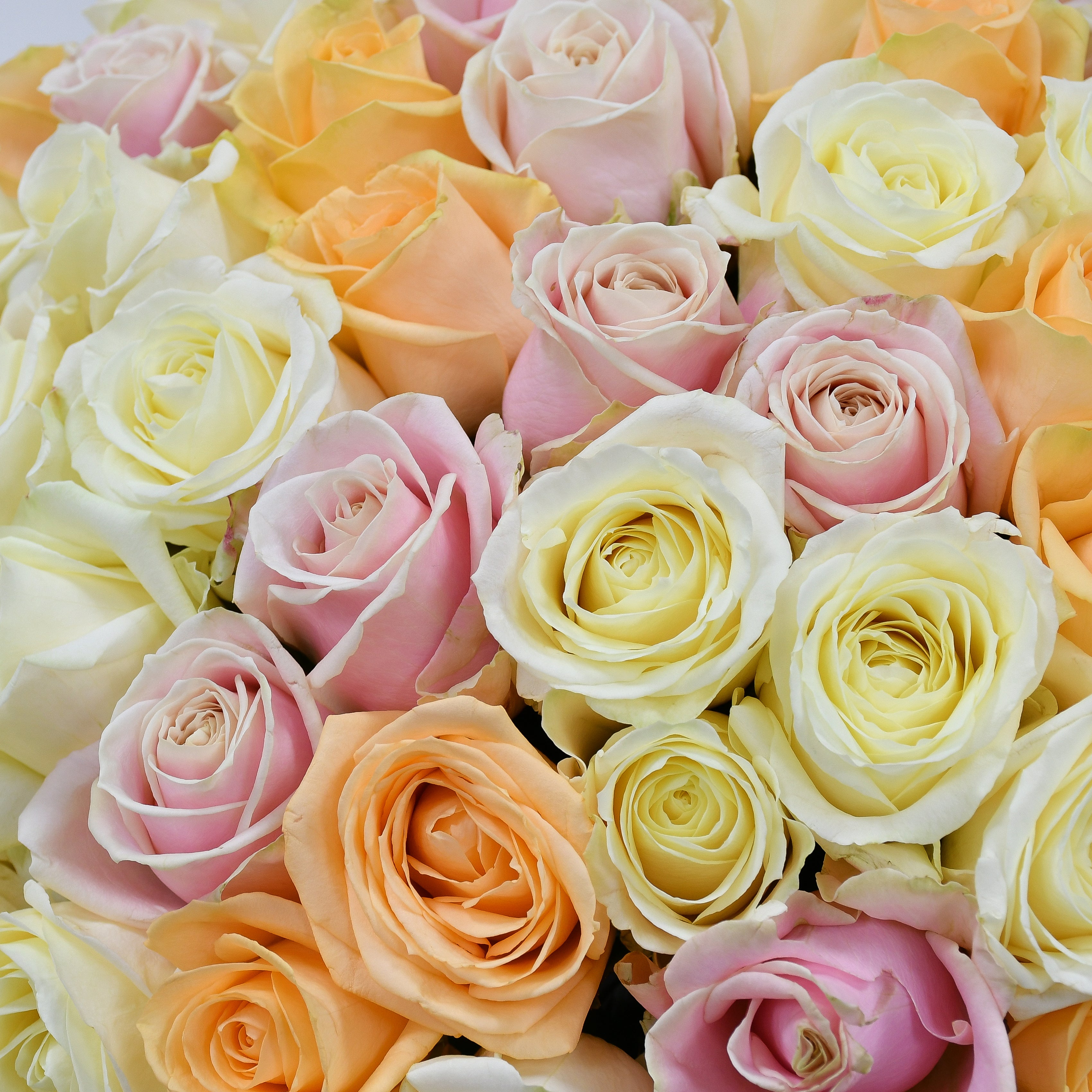 Pastel Beauties