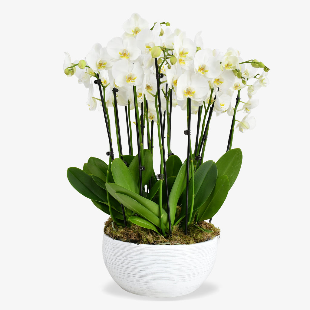 Heavenly Orchids