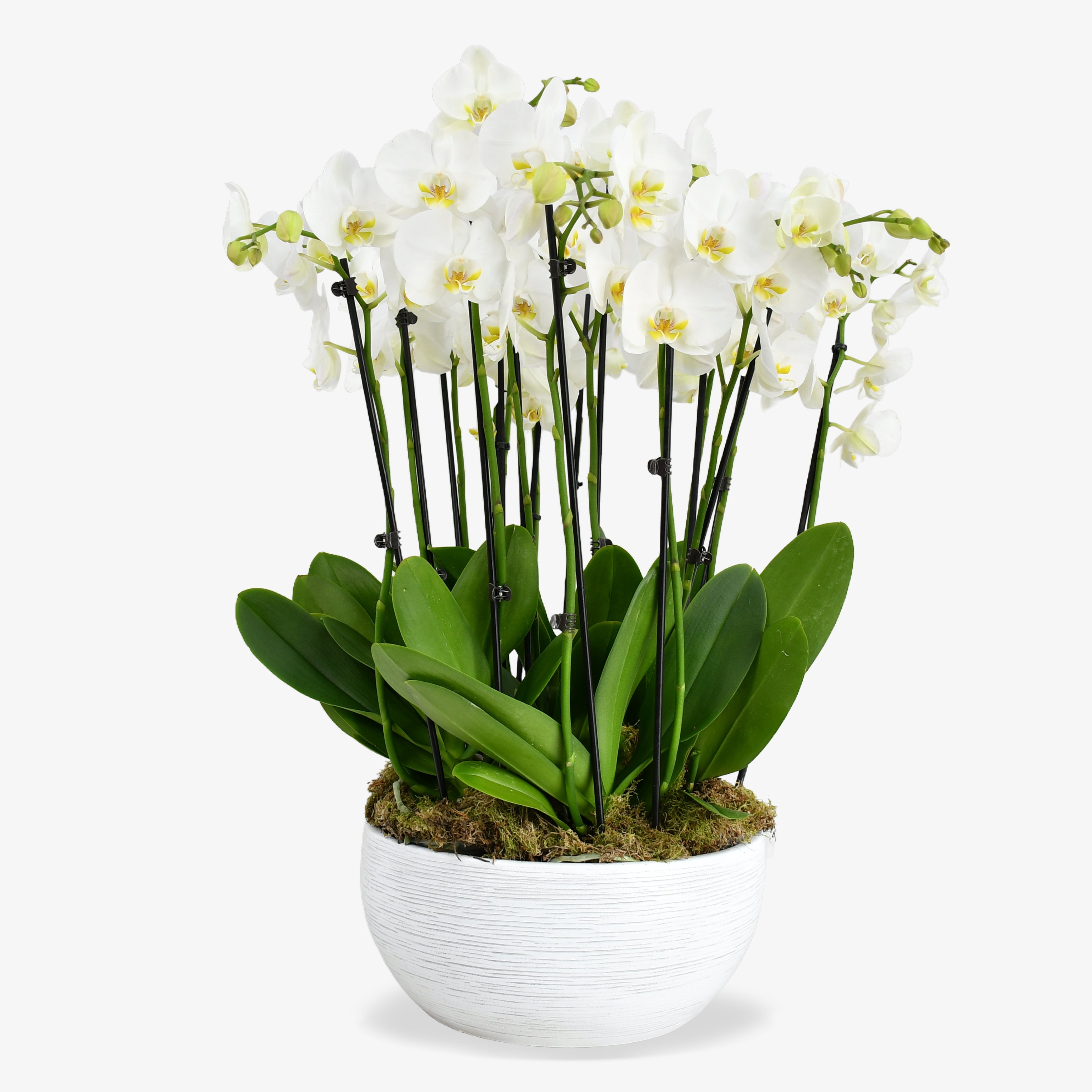 Heavenly Orchids