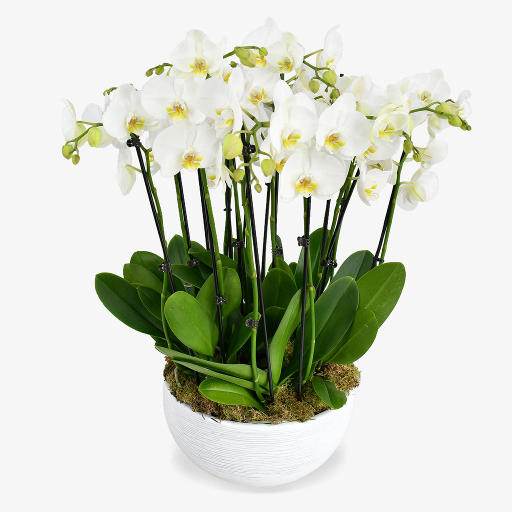 Heavenly Orchids
