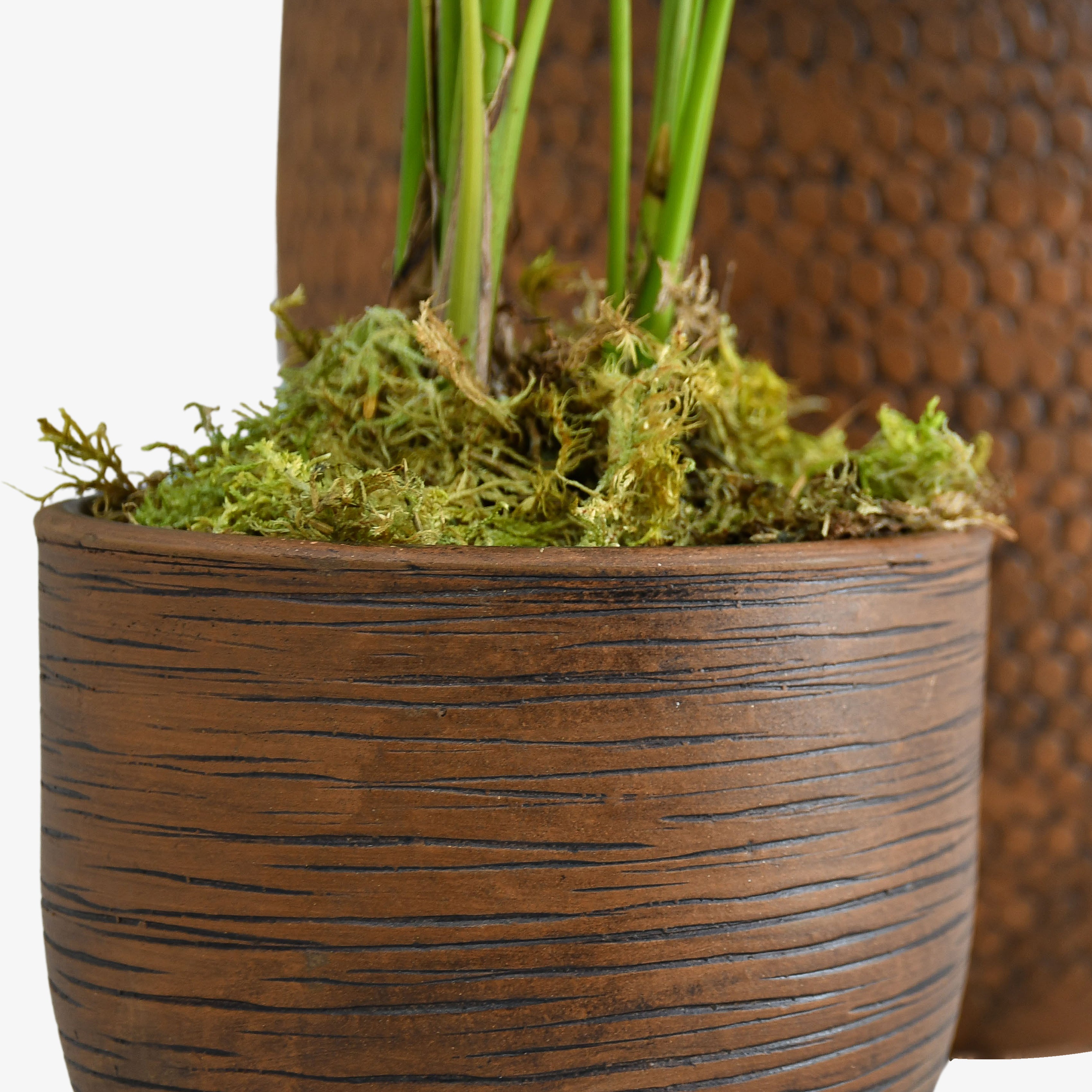 Kentia Palm (set of 2)