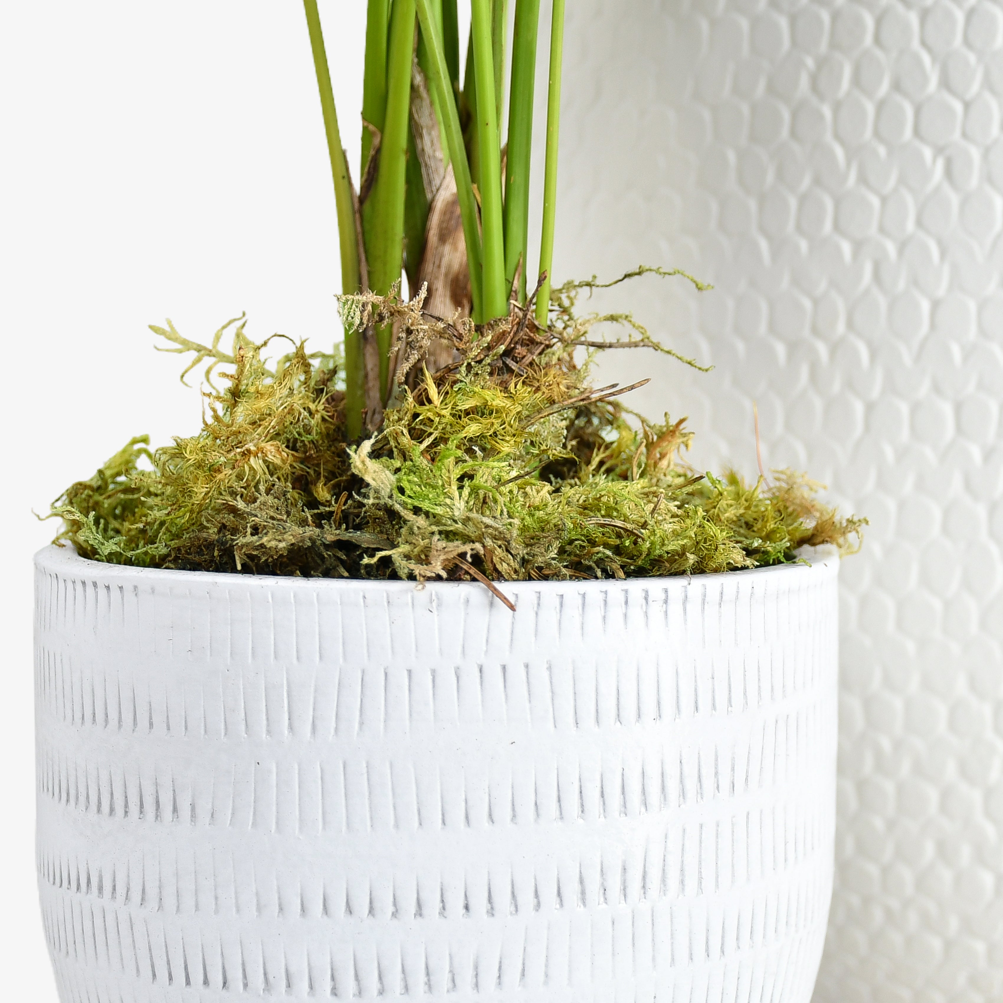 Kentia Palm (set of 2)