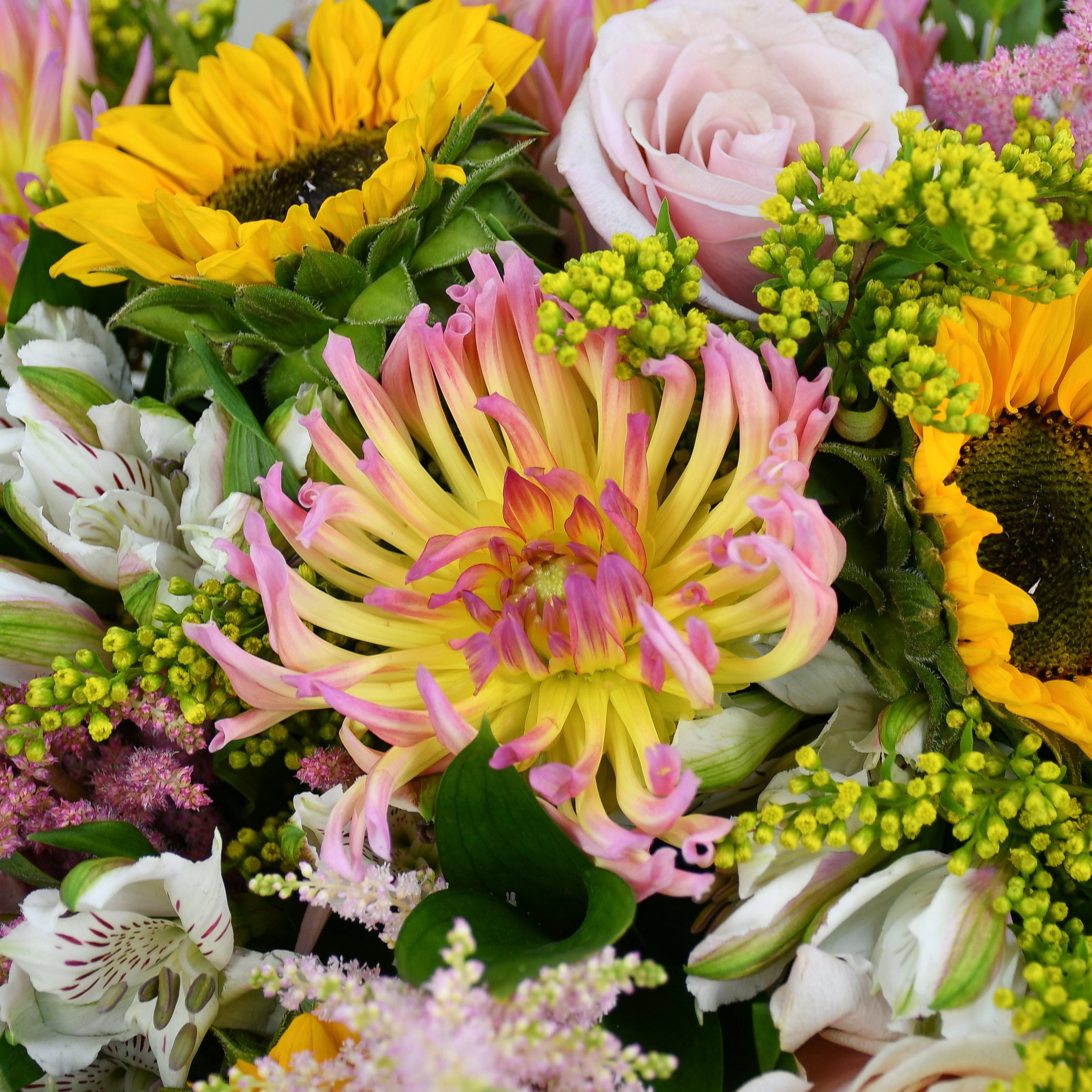 Perfect Dahlia